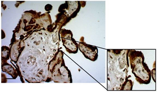 Mps 07 00016 i006 Mps 07 00016 i006