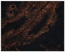 Mps 07 00016 i011 Mps 07 00016 i011