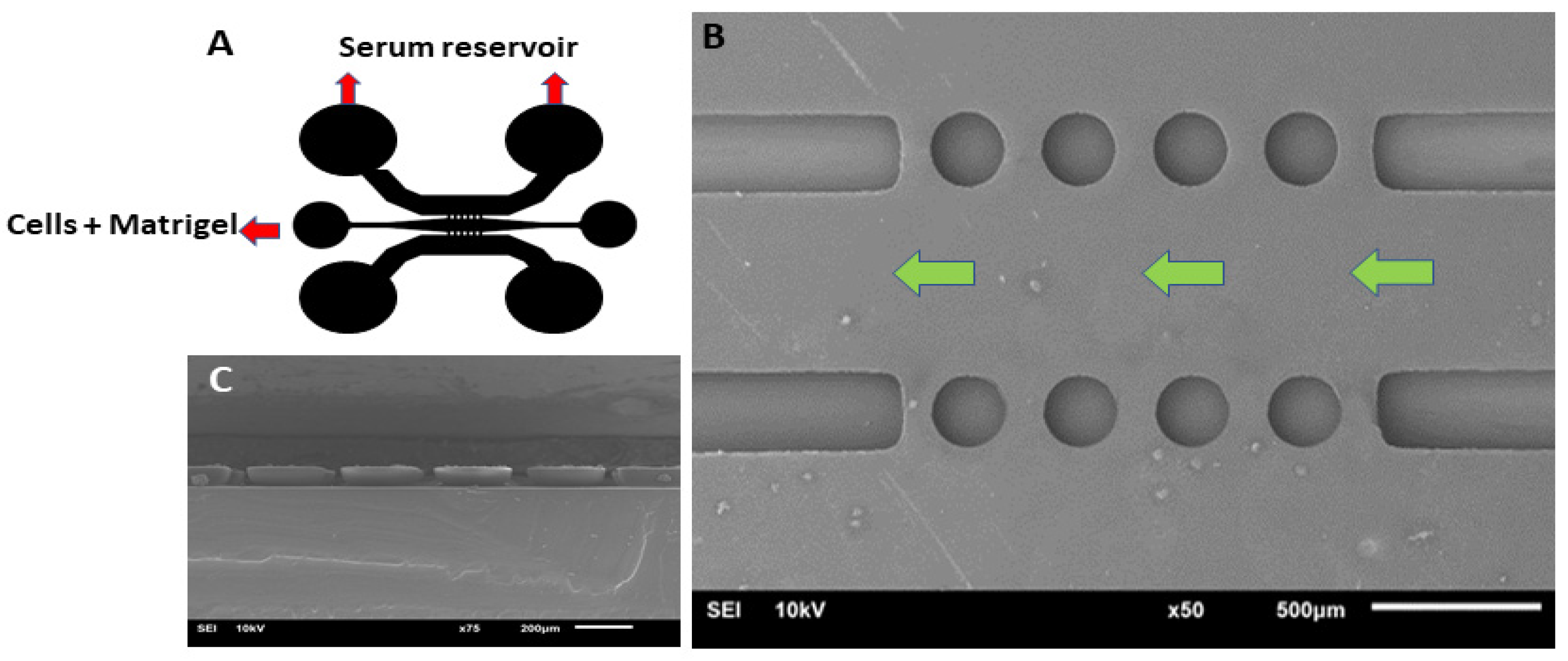 Mps 07 00069 g002 Mps 07 00069 g002