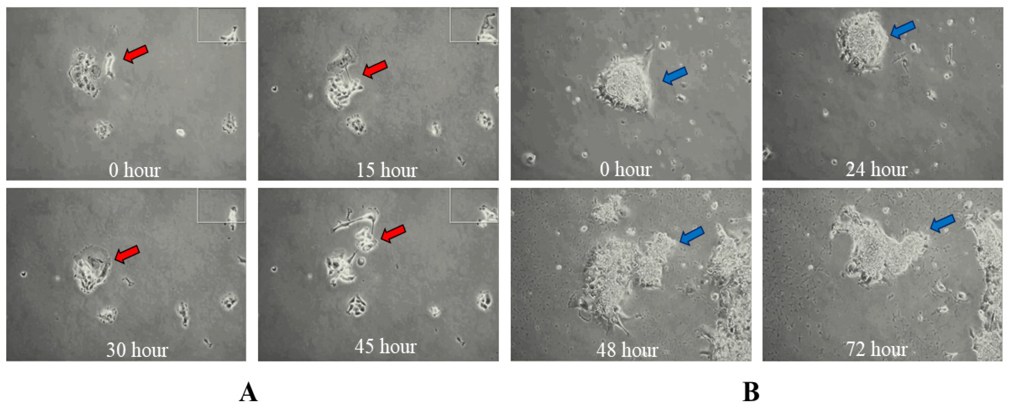 Mps 07 00069 g006 Mps 07 00069 g006