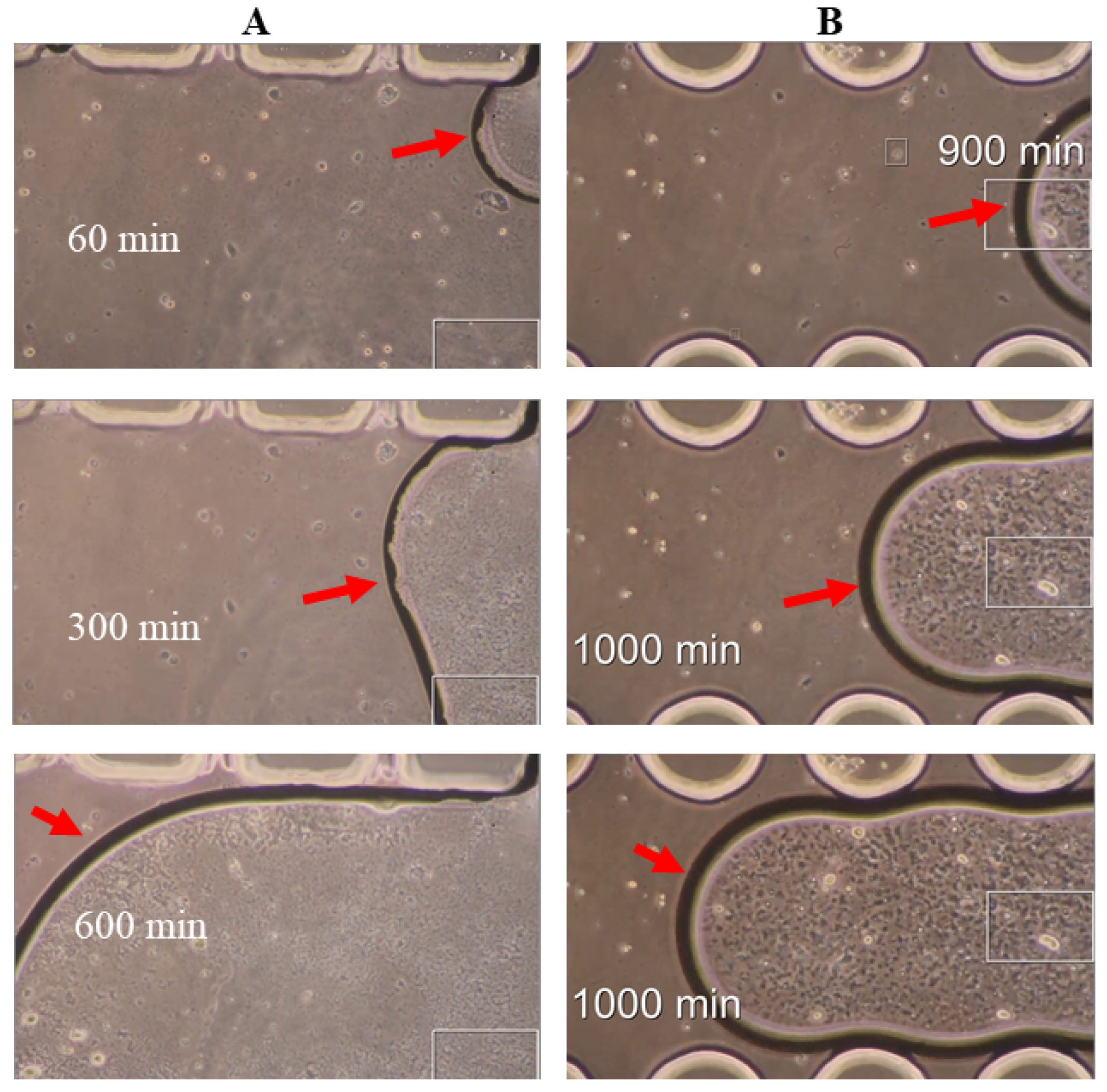 Mps 07 00069 g009 Mps 07 00069 g009