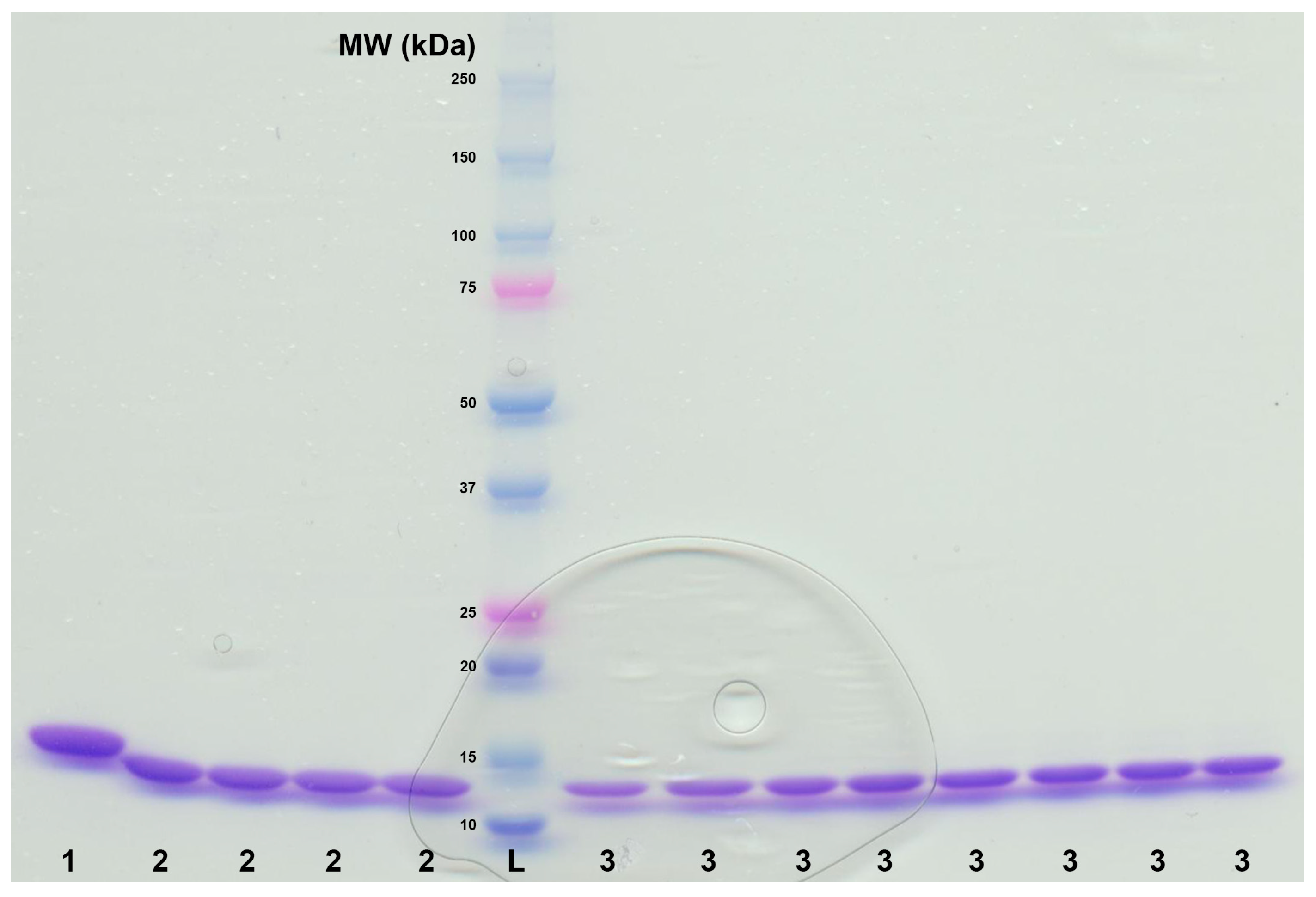 ptus The Multifunctional Catalytic Hemoglobin from Amphitrite