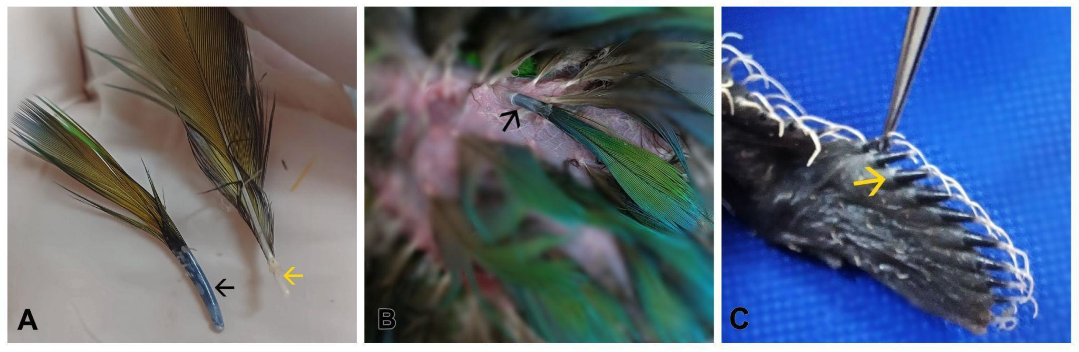 Mps 08 00017 g002 Mps 08 00017 g002