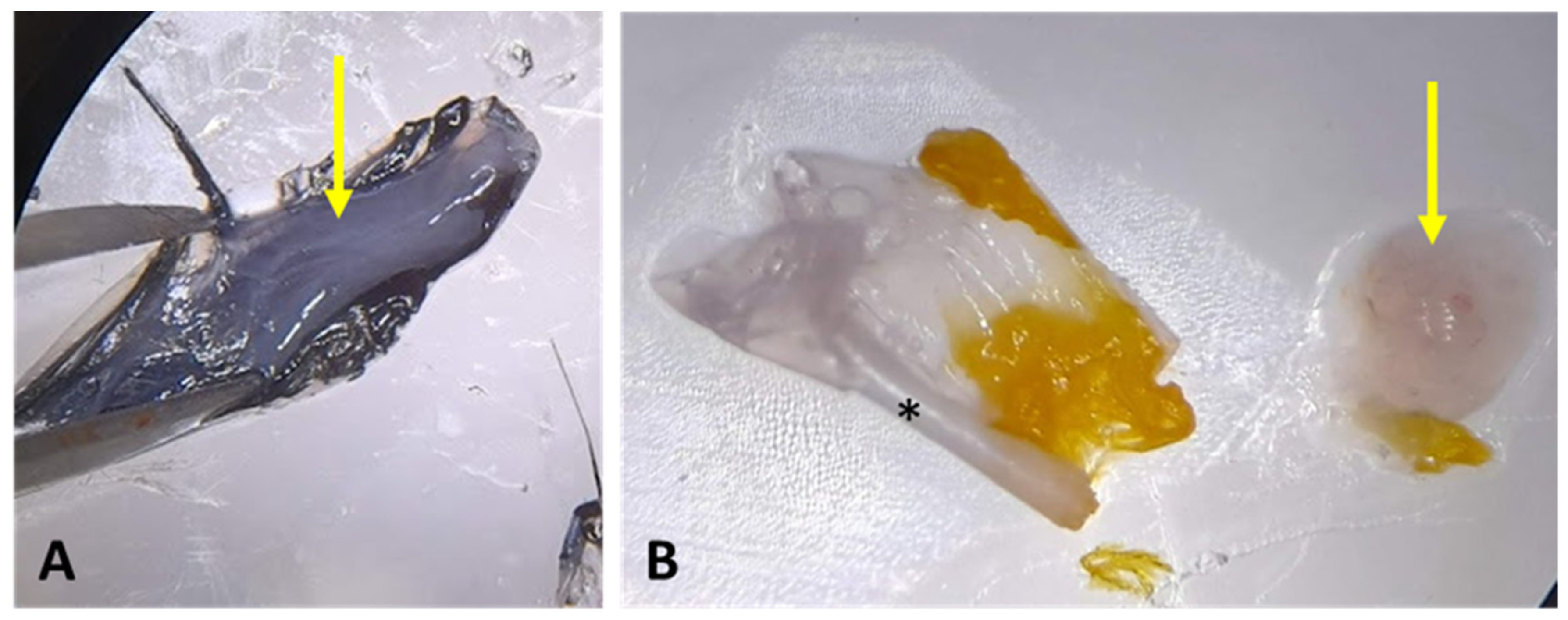 Mps 08 00017 g004 Mps 08 00017 g004