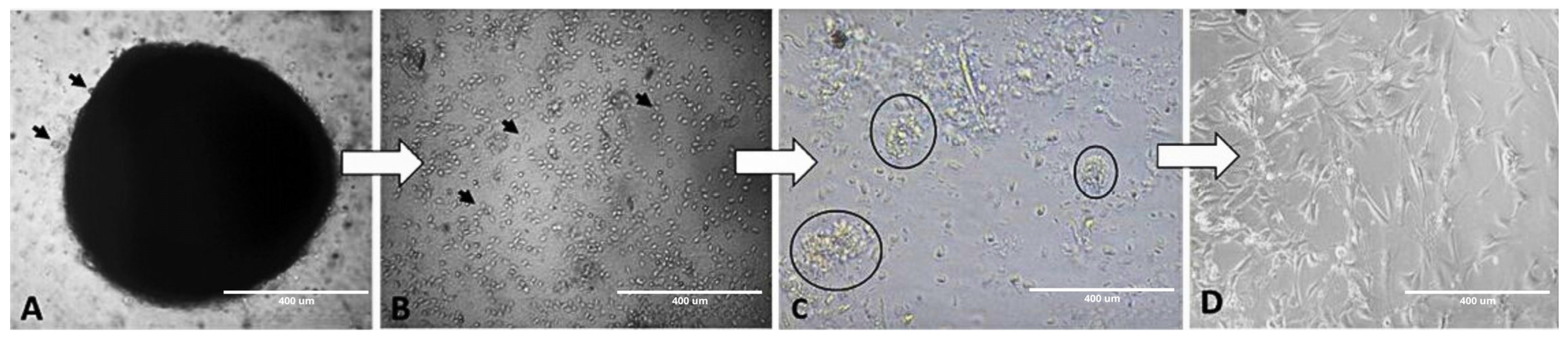 Mps 08 00017 g005 Mps 08 00017 g005