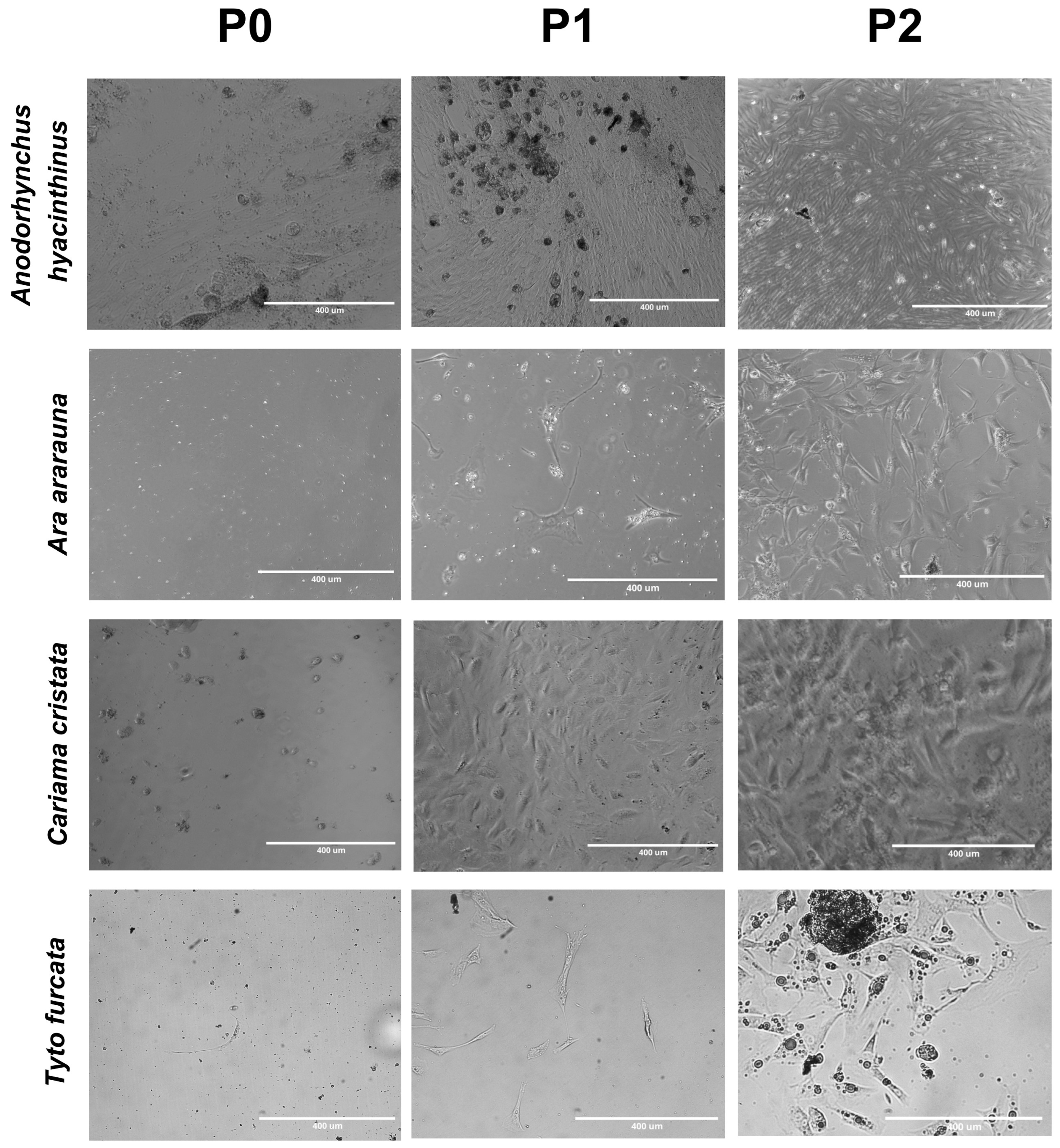 Mps 08 00017 g006 Mps 08 00017 g006