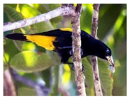 Mps 08 00017 i023 Mps 08 00017 i023