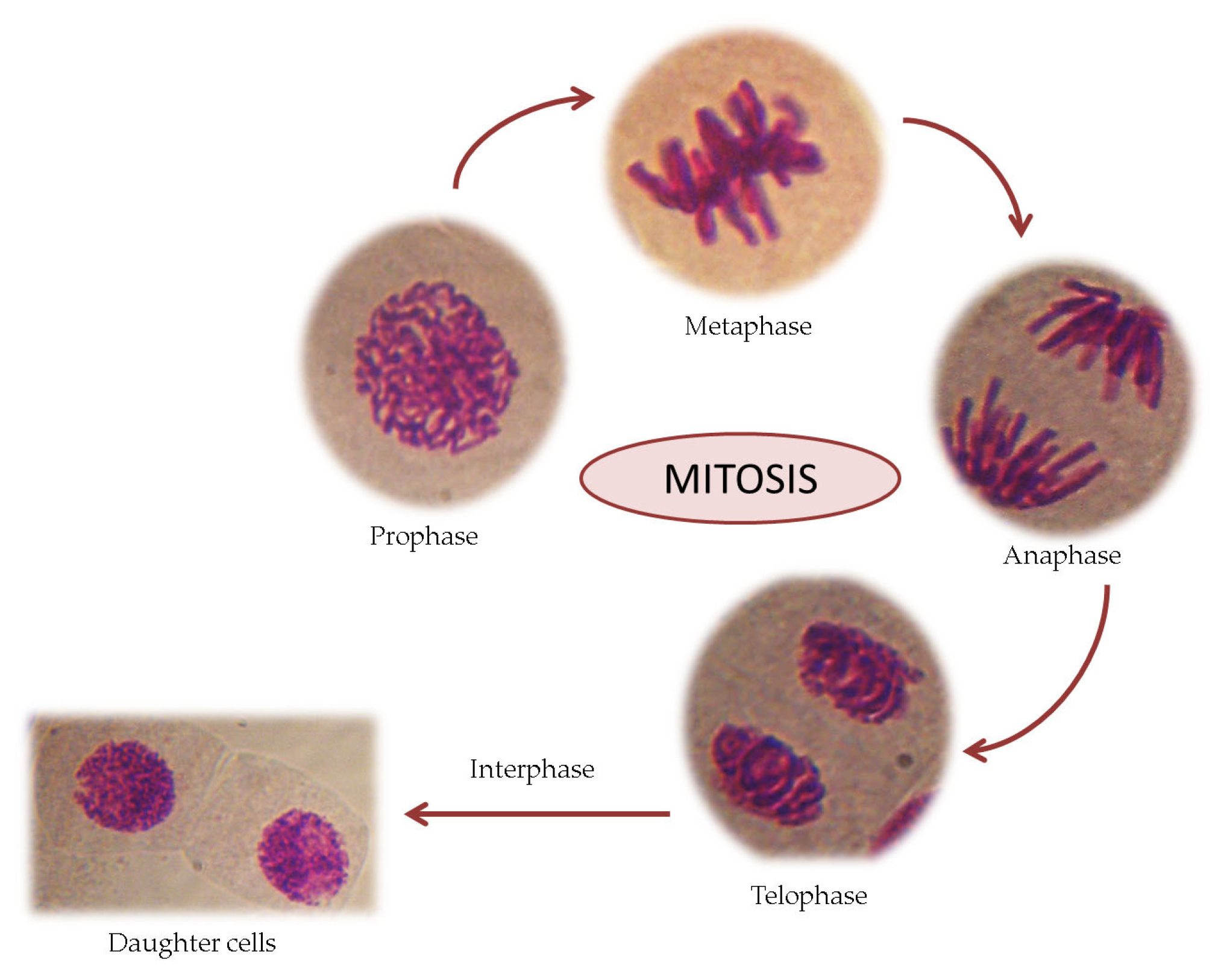 Mps 08 00088 g006 Mps 08 00088 g006