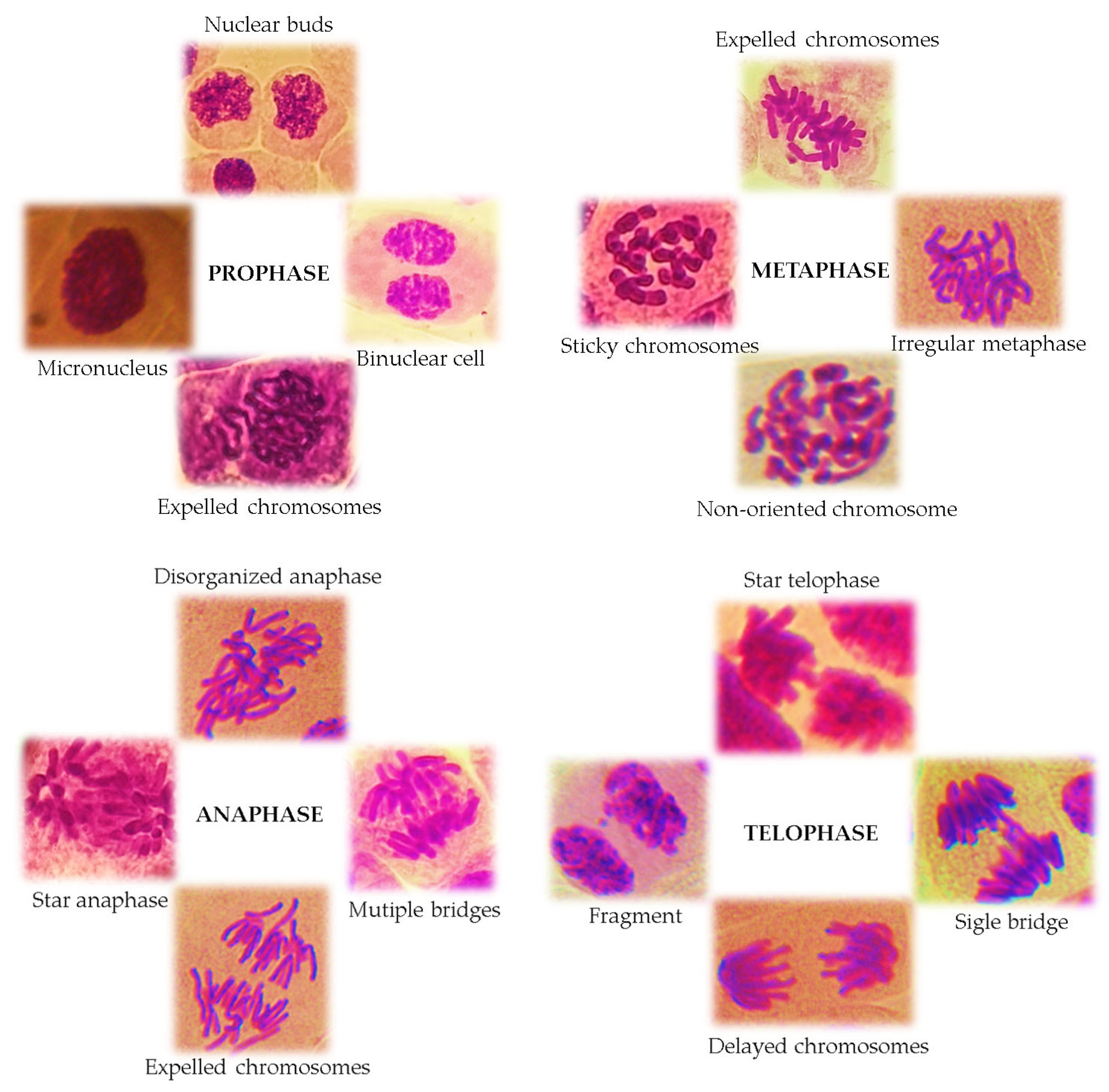 Mps 08 00088 g007 Mps 08 00088 g007