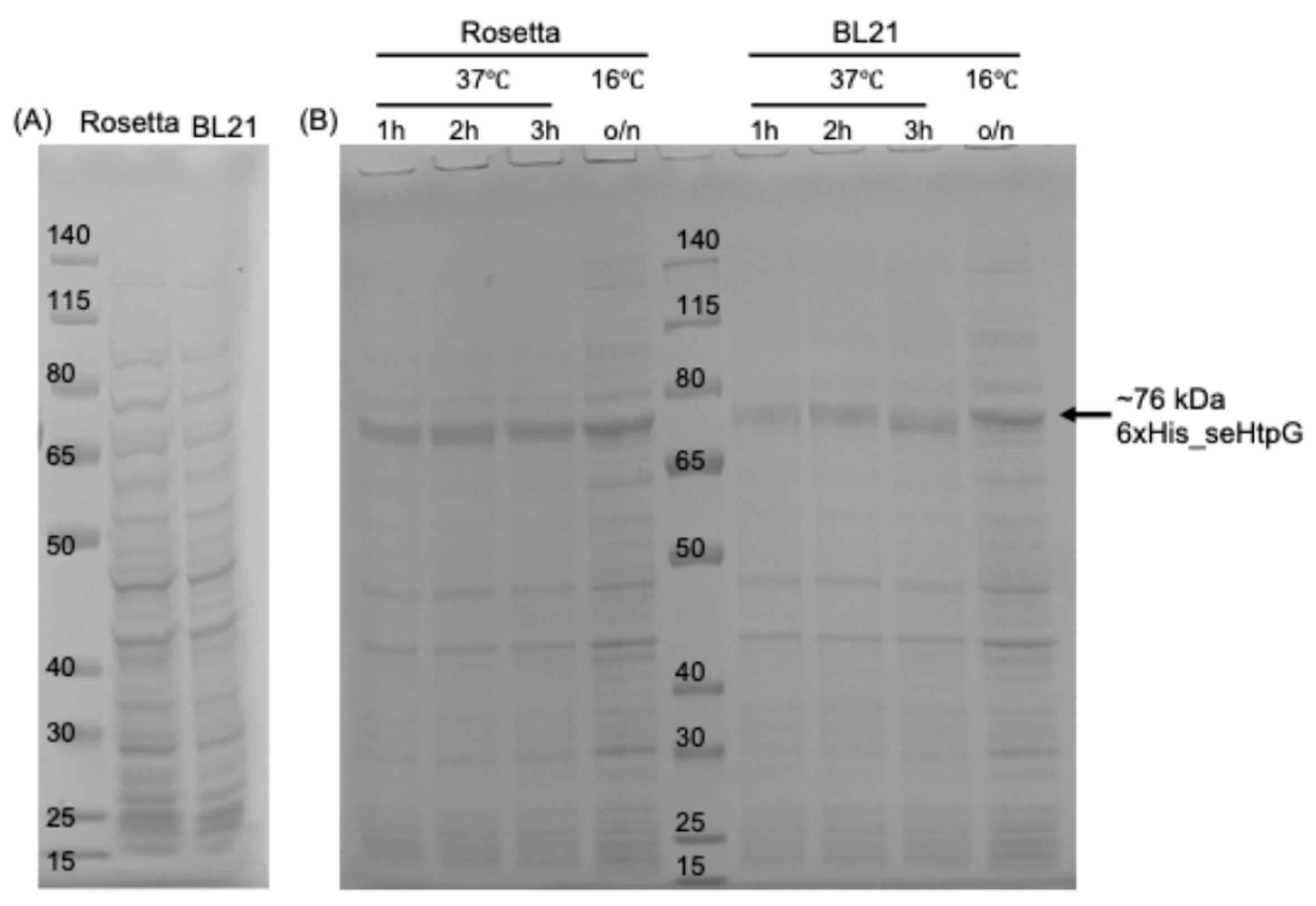 Mps 08 00103 g002 Mps 08 00103 g002