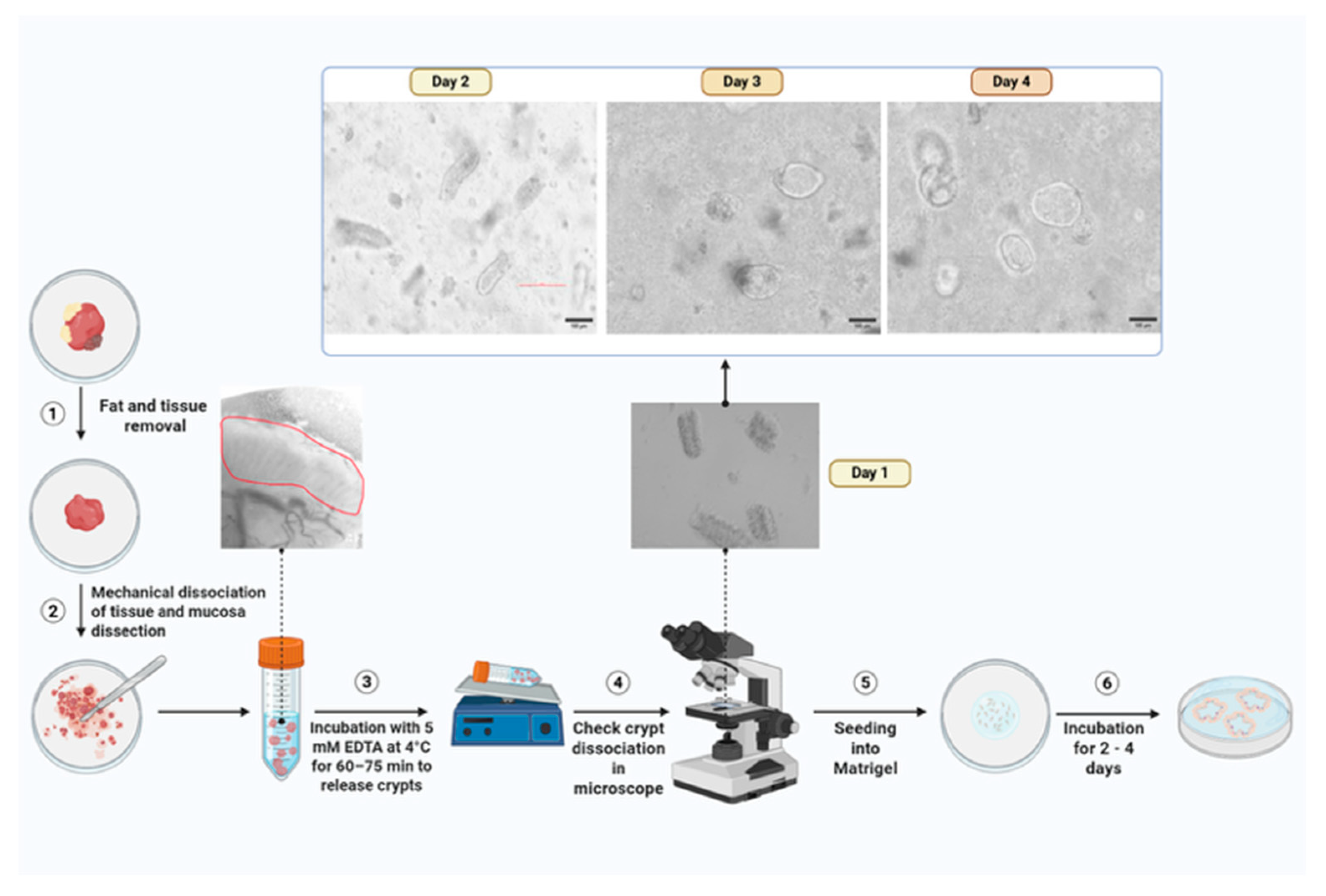 Mps 08 00121 g003 Mps 08 00121 g003