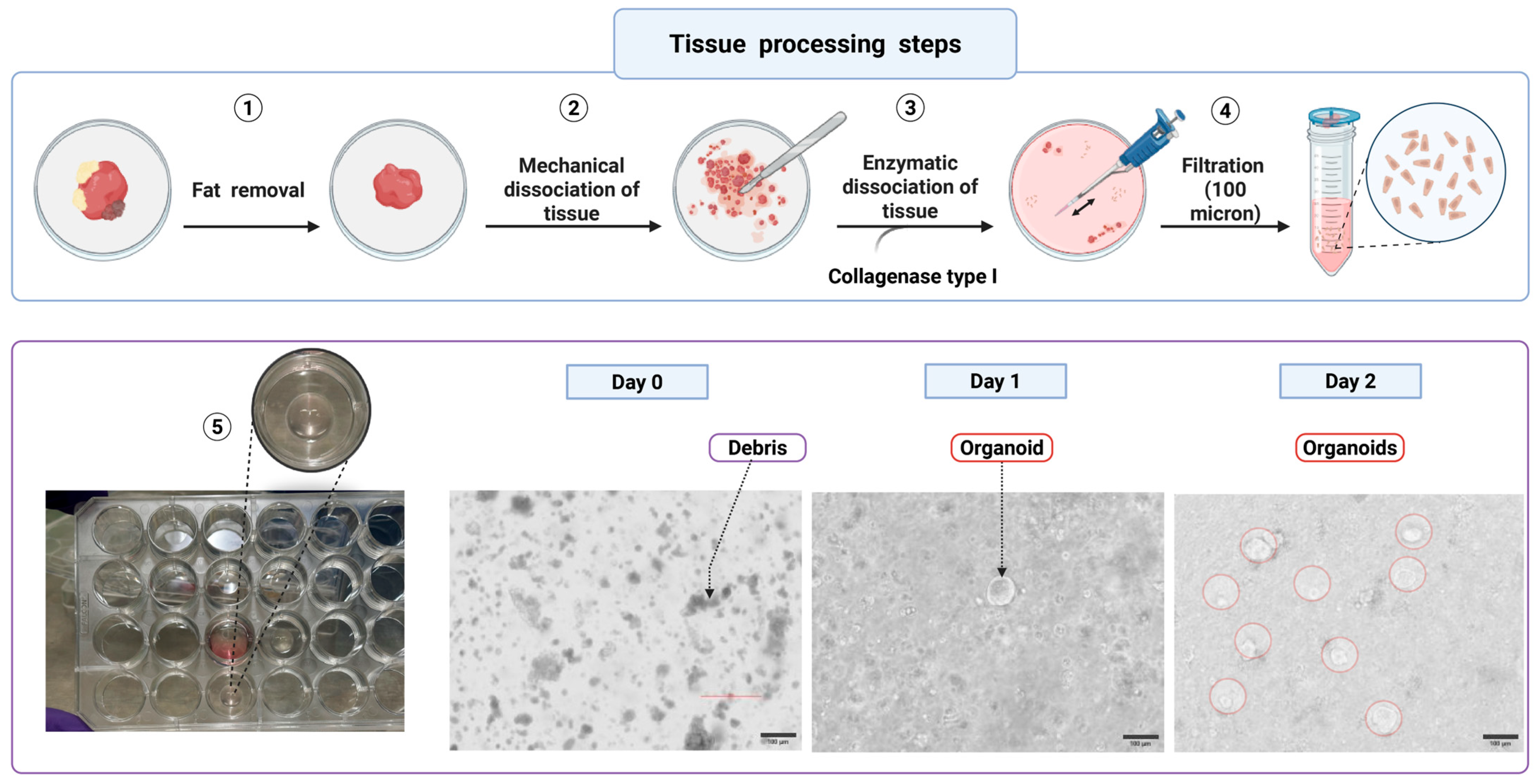 Mps 08 00121 g005 Mps 08 00121 g005