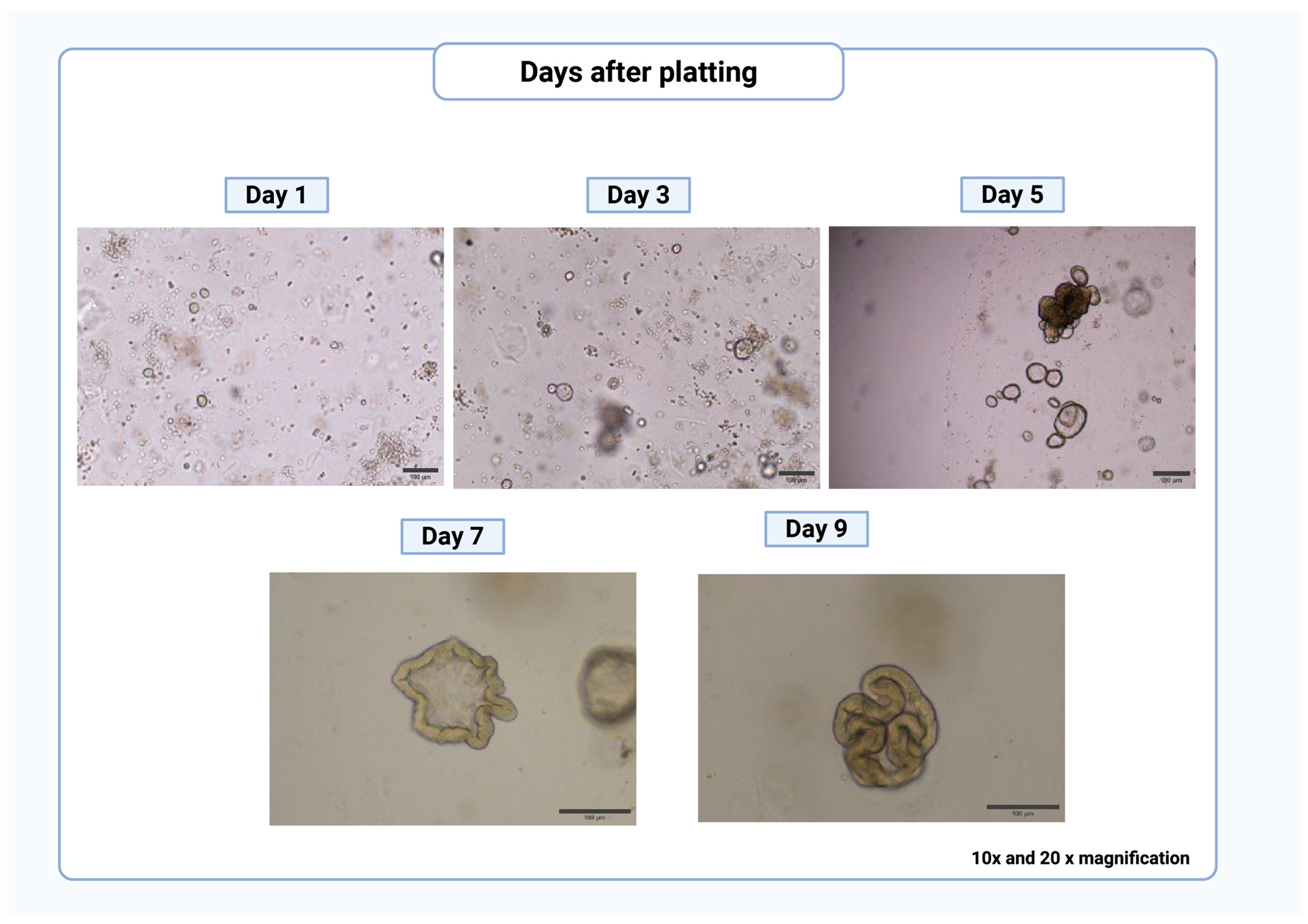 Mps 08 00121 g006 Mps 08 00121 g006