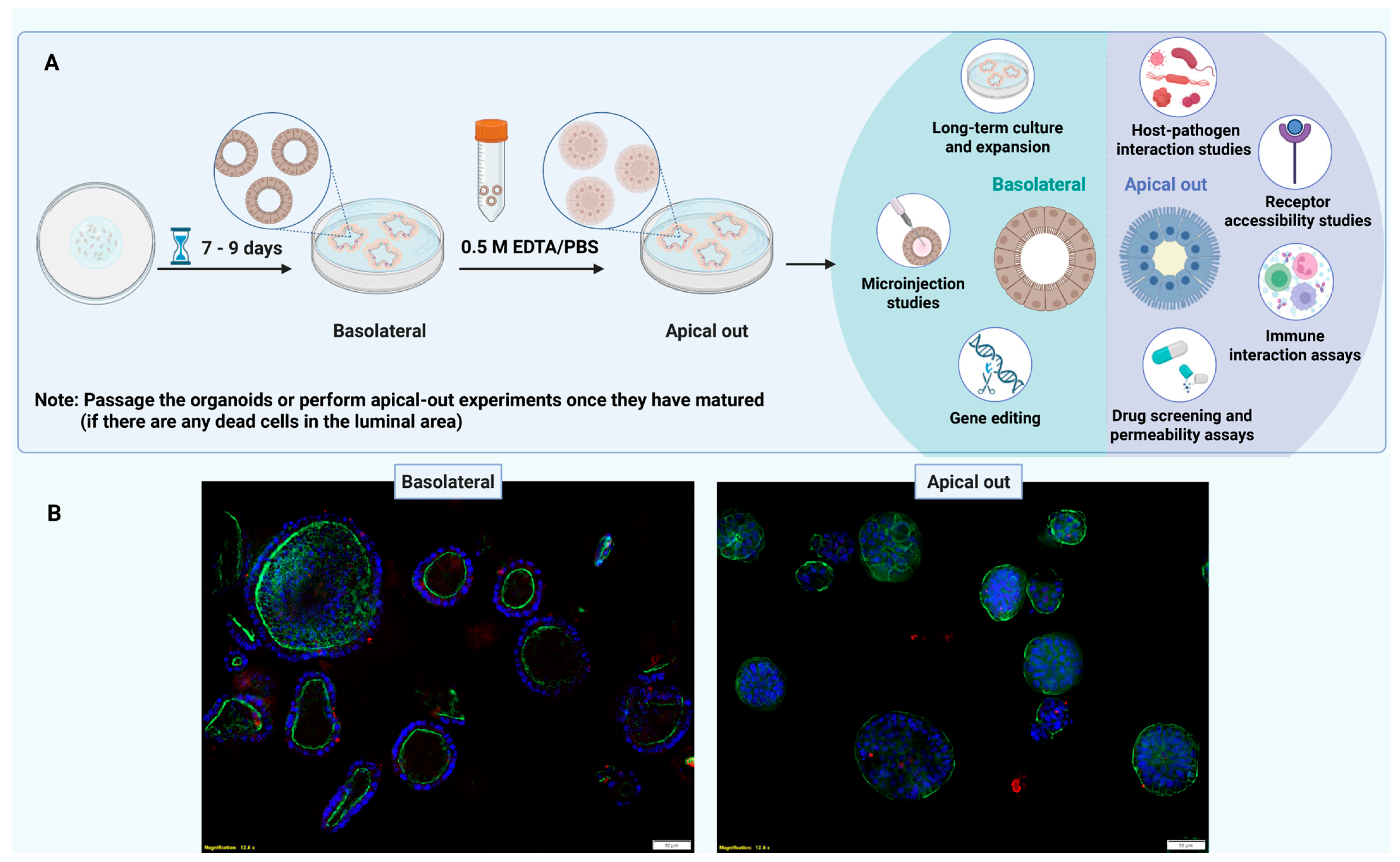 Mps 08 00121 g007 Mps 08 00121 g007