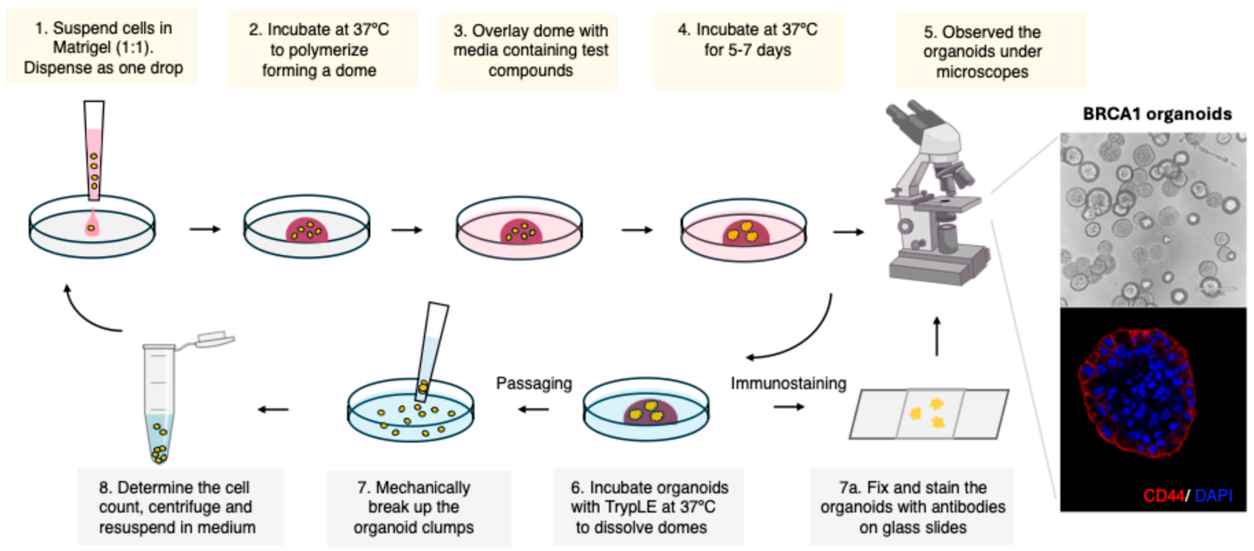 Mps 08 00127 g001 Mps 08 00127 g001