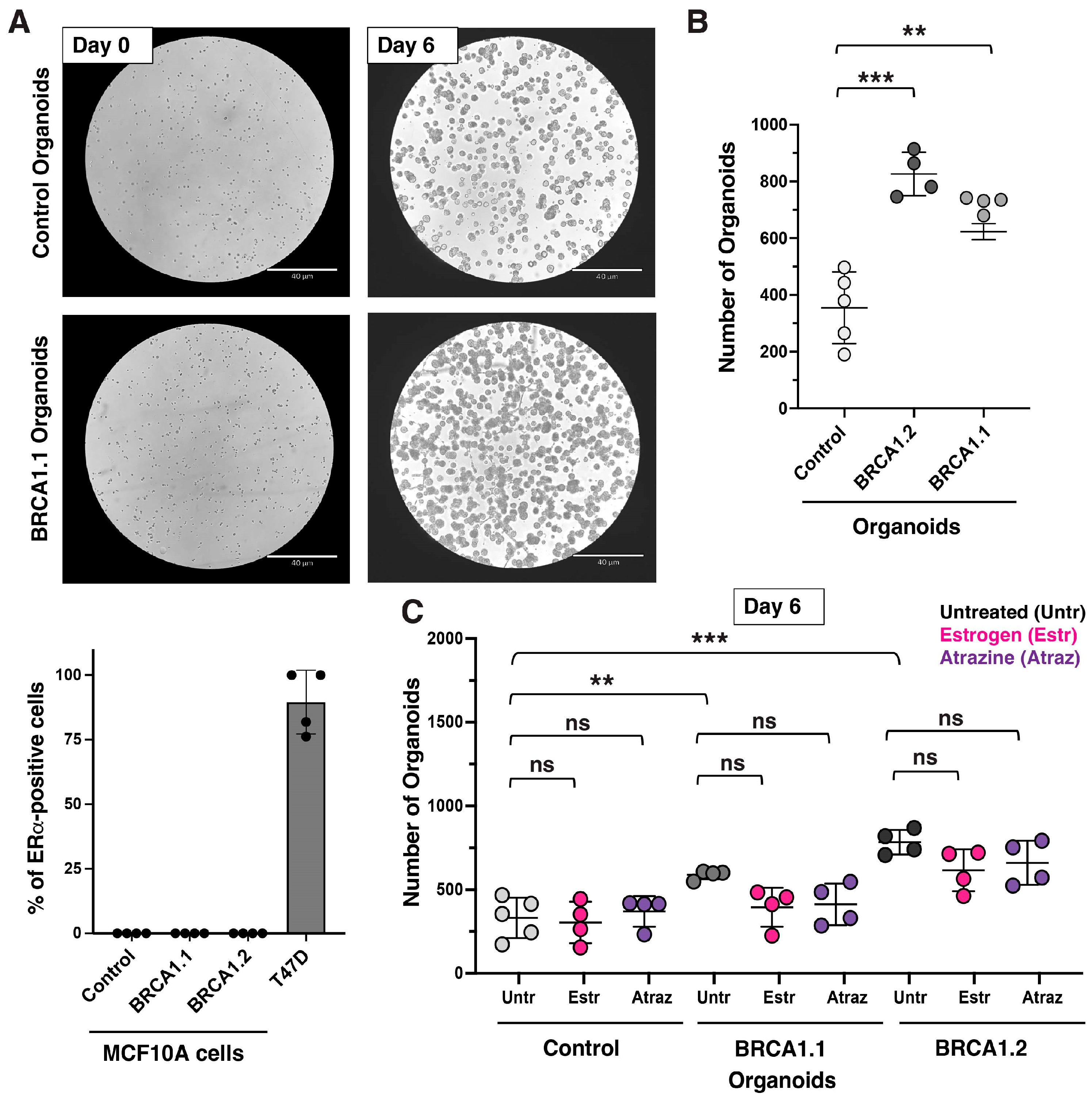 Mps 08 00127 g002 Mps 08 00127 g002
