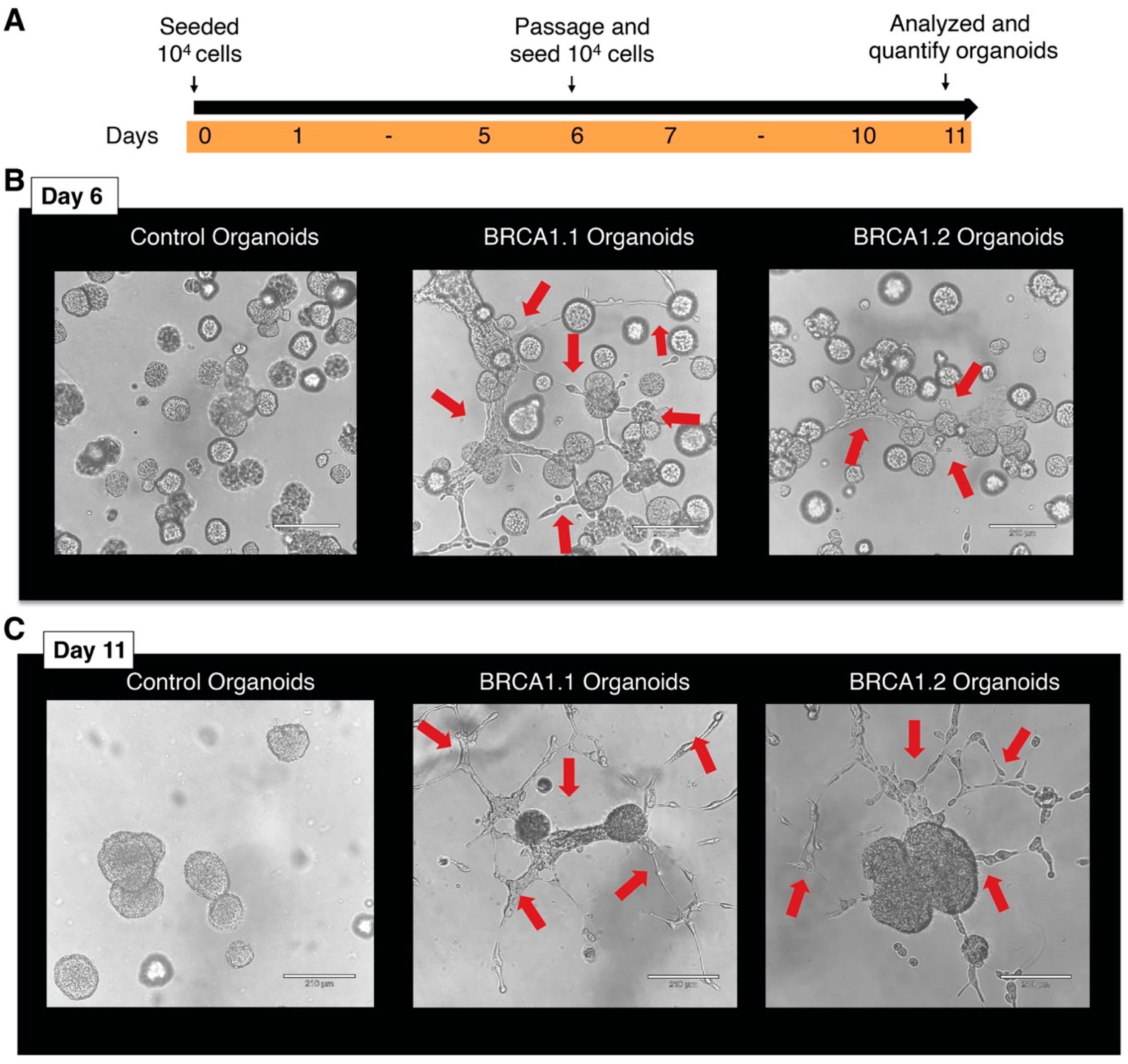 Mps 08 00127 g003 Mps 08 00127 g003