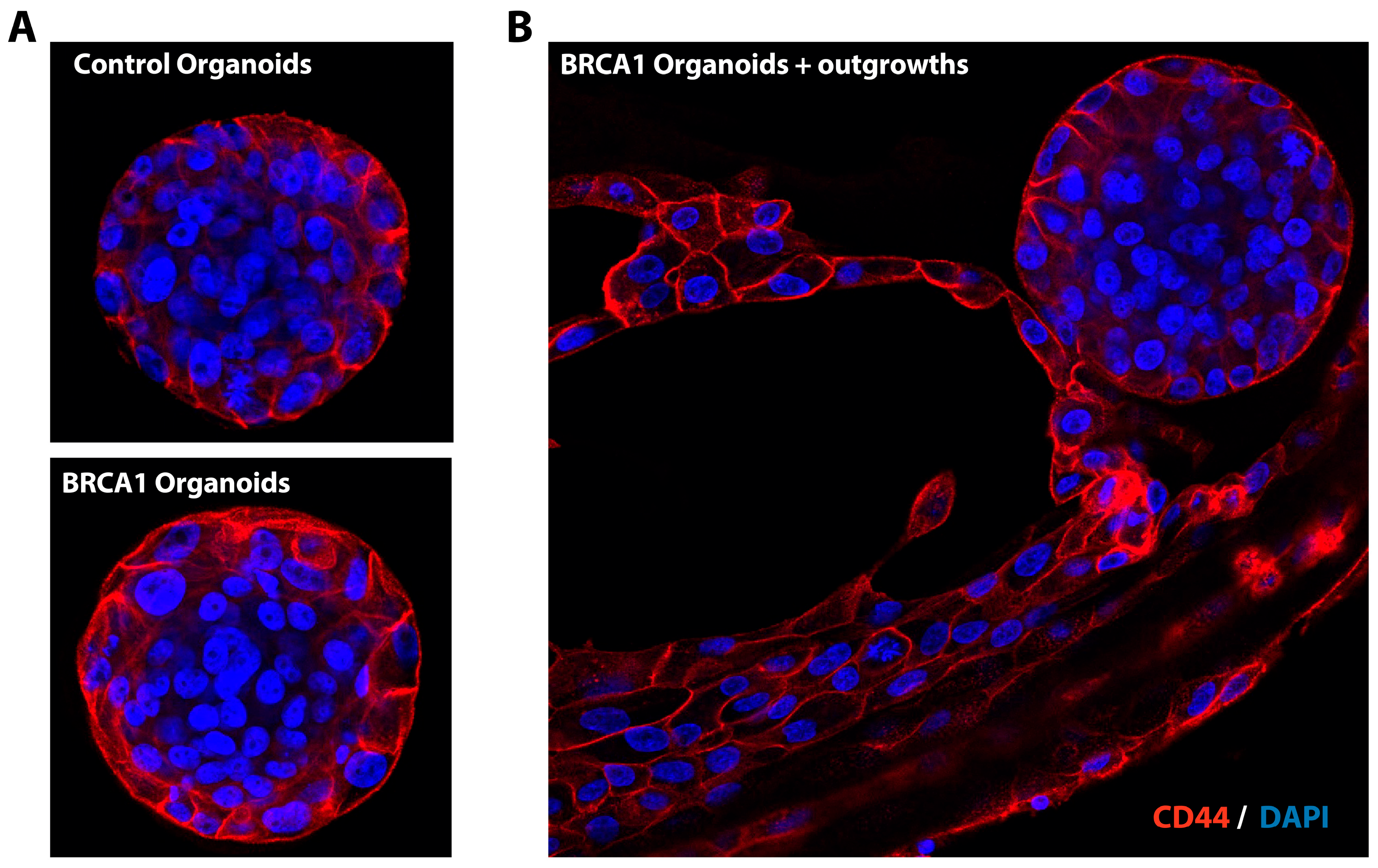 Mps 08 00127 g004 Mps 08 00127 g004