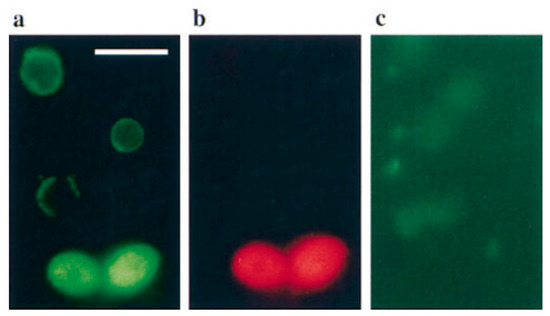 Regulated Cell Death in Fungi, the Role of Metacaspases and Assay