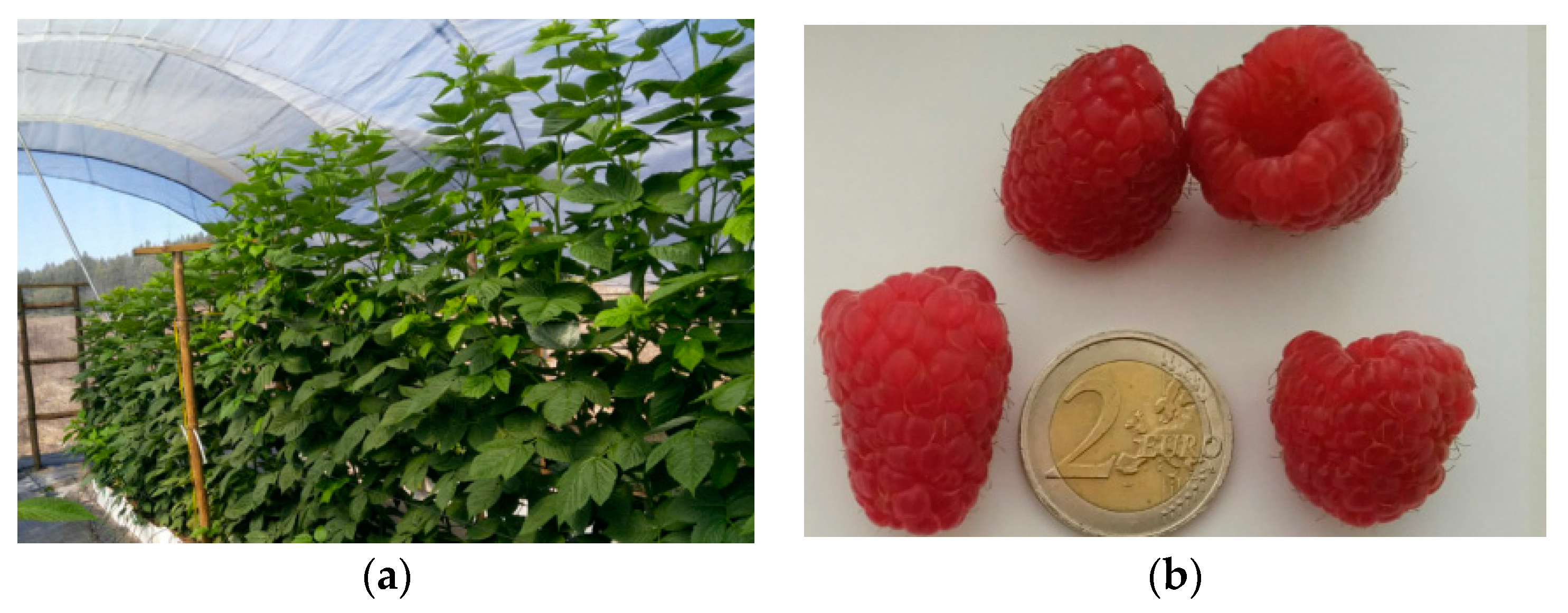 Msf 05 00041 g001 550