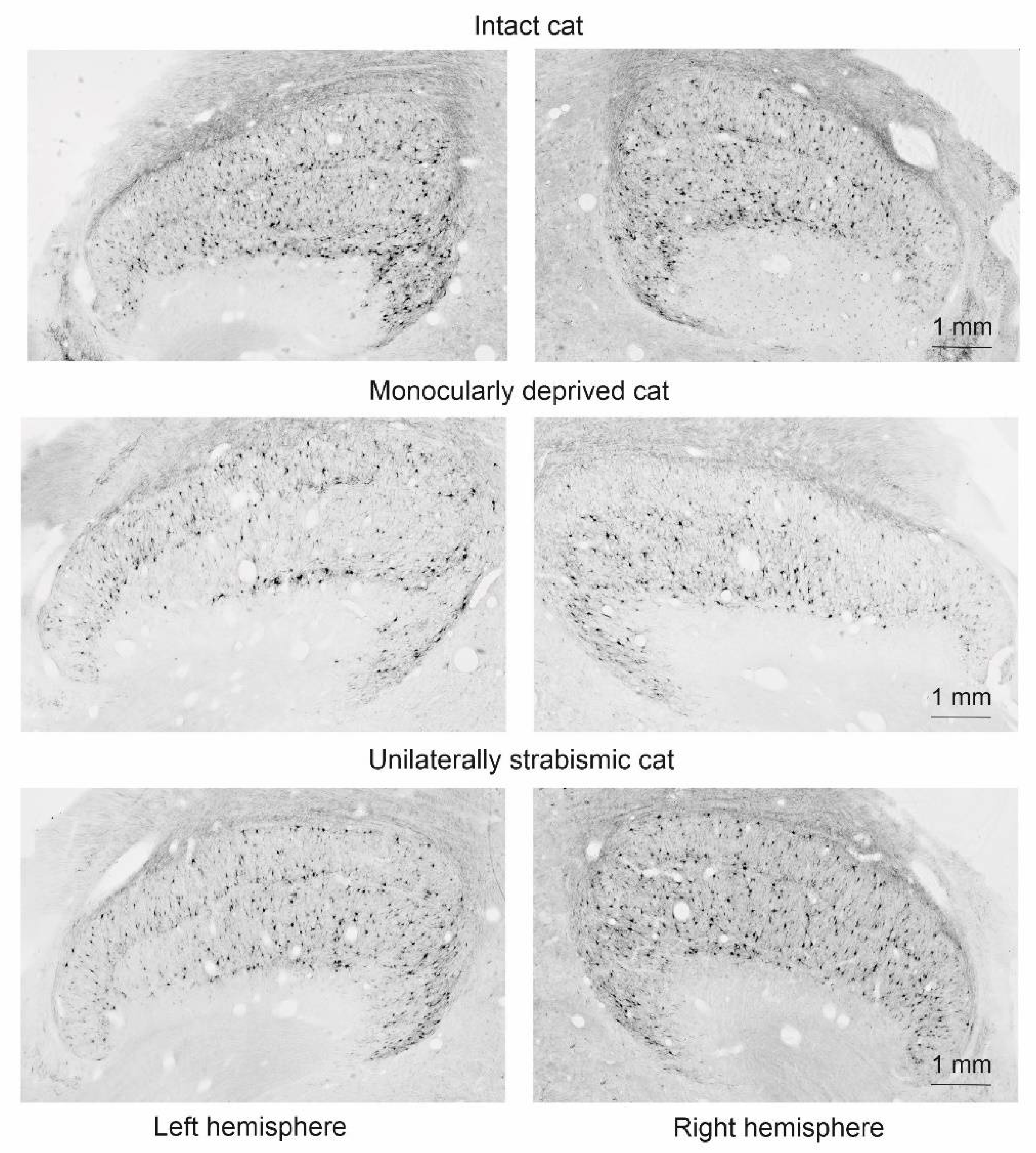 Msf 08 00003 g002 Msf 08 00003 g002