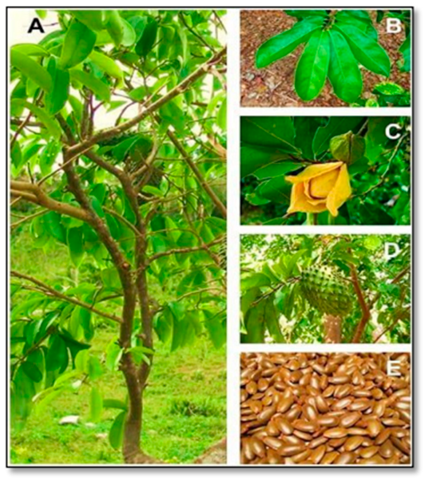 Msf 21 00026 g002 550