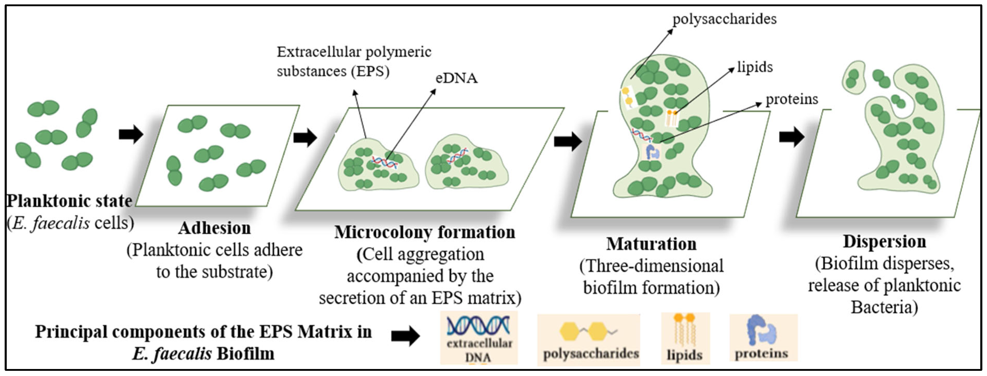 Msf 35 00005 g001 Msf 35 00005 g001