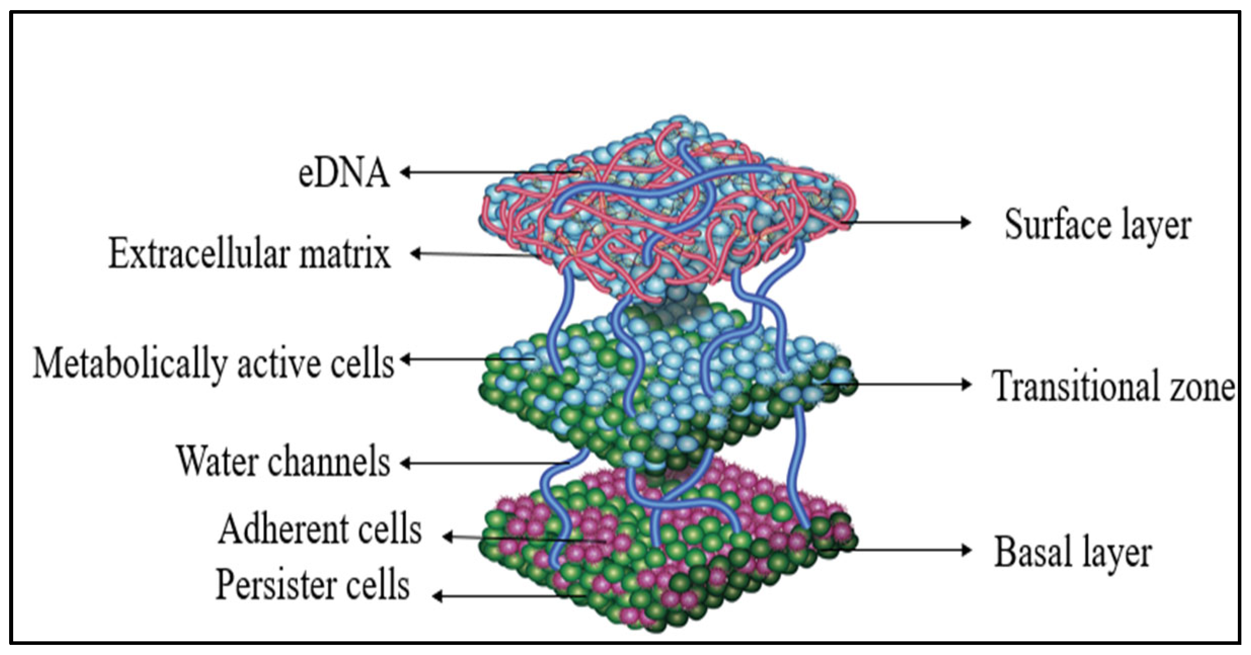 Msf 35 00005 g002 Msf 35 00005 g002