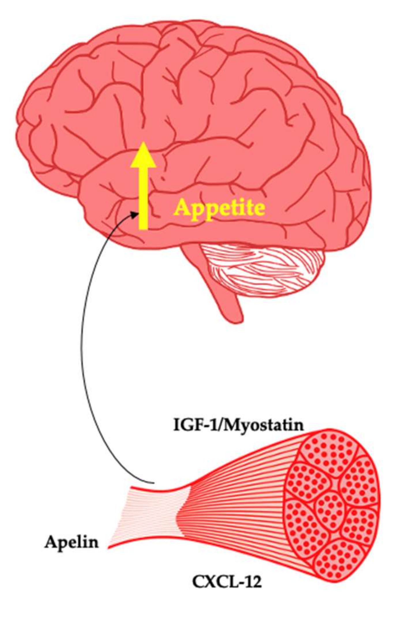 Muscles 01 00003 g003