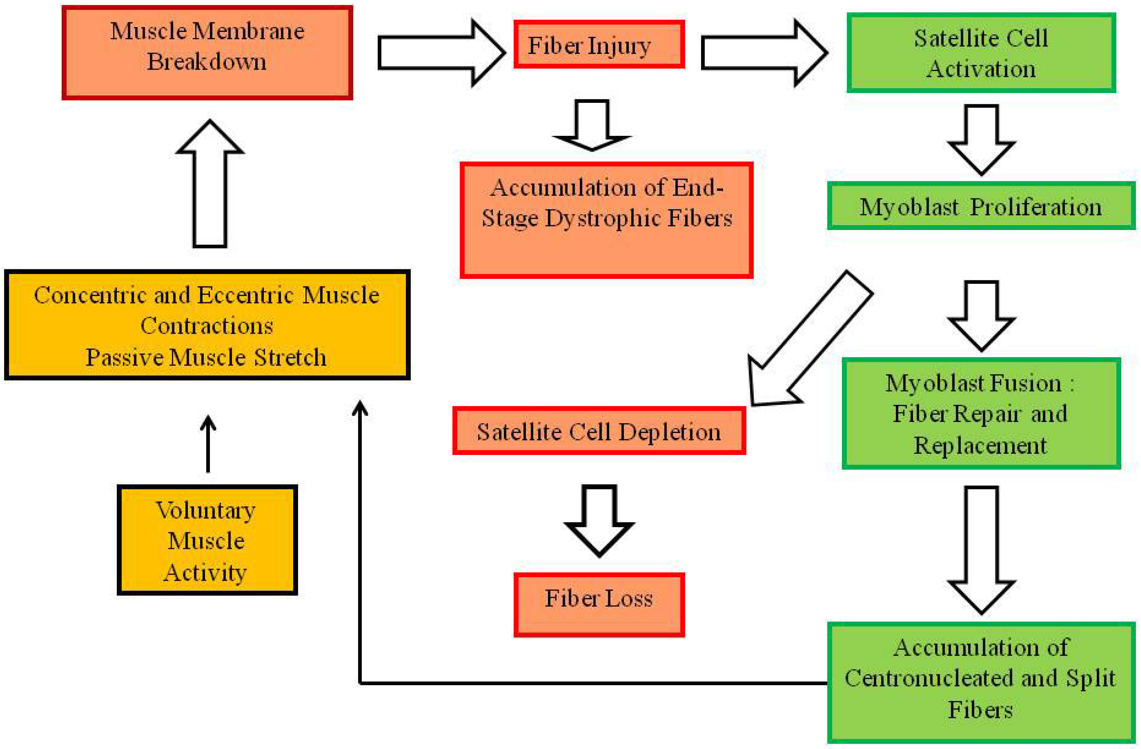 Muscles 01 00008 g001