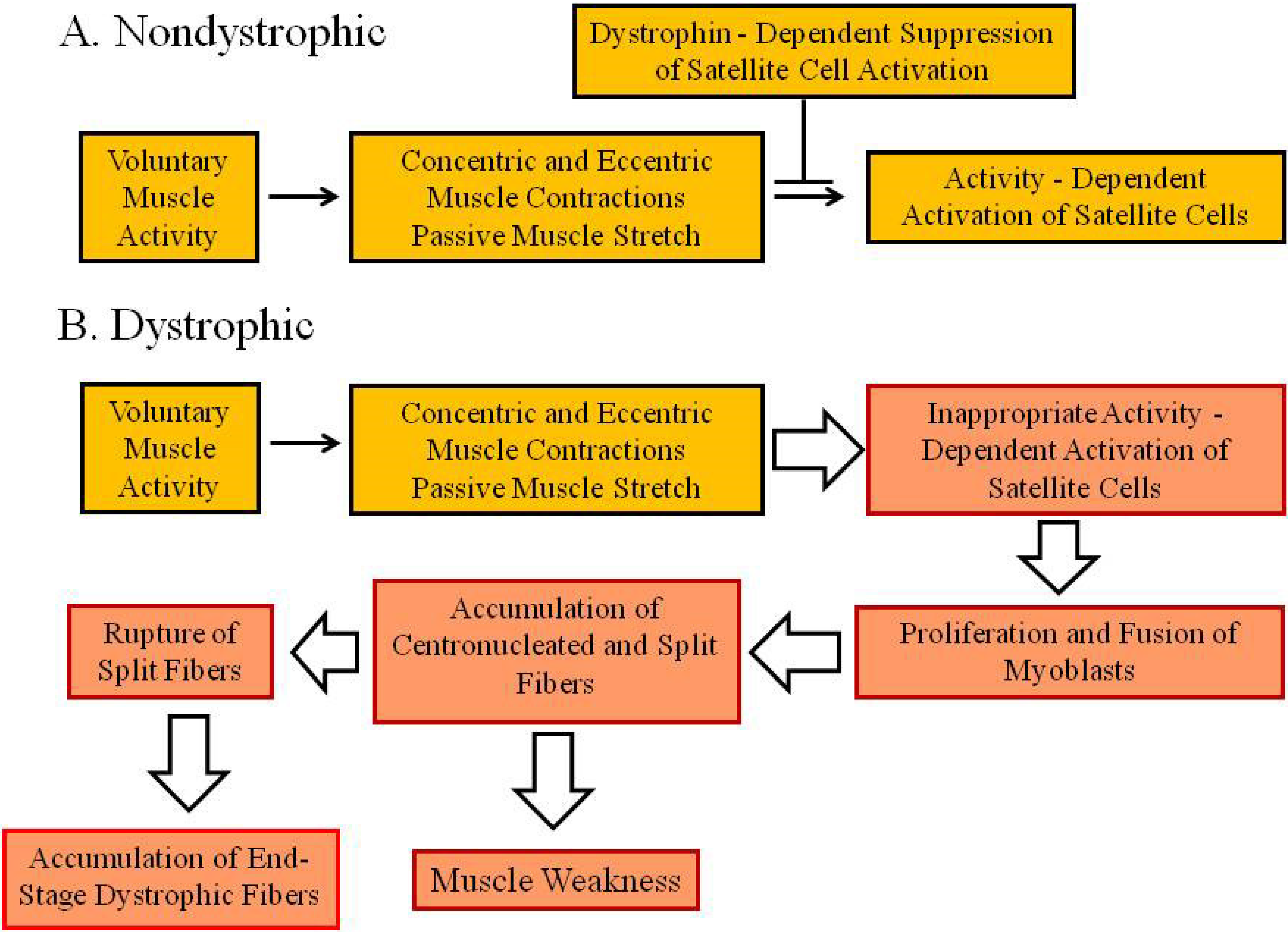 Muscles 01 00008 g002