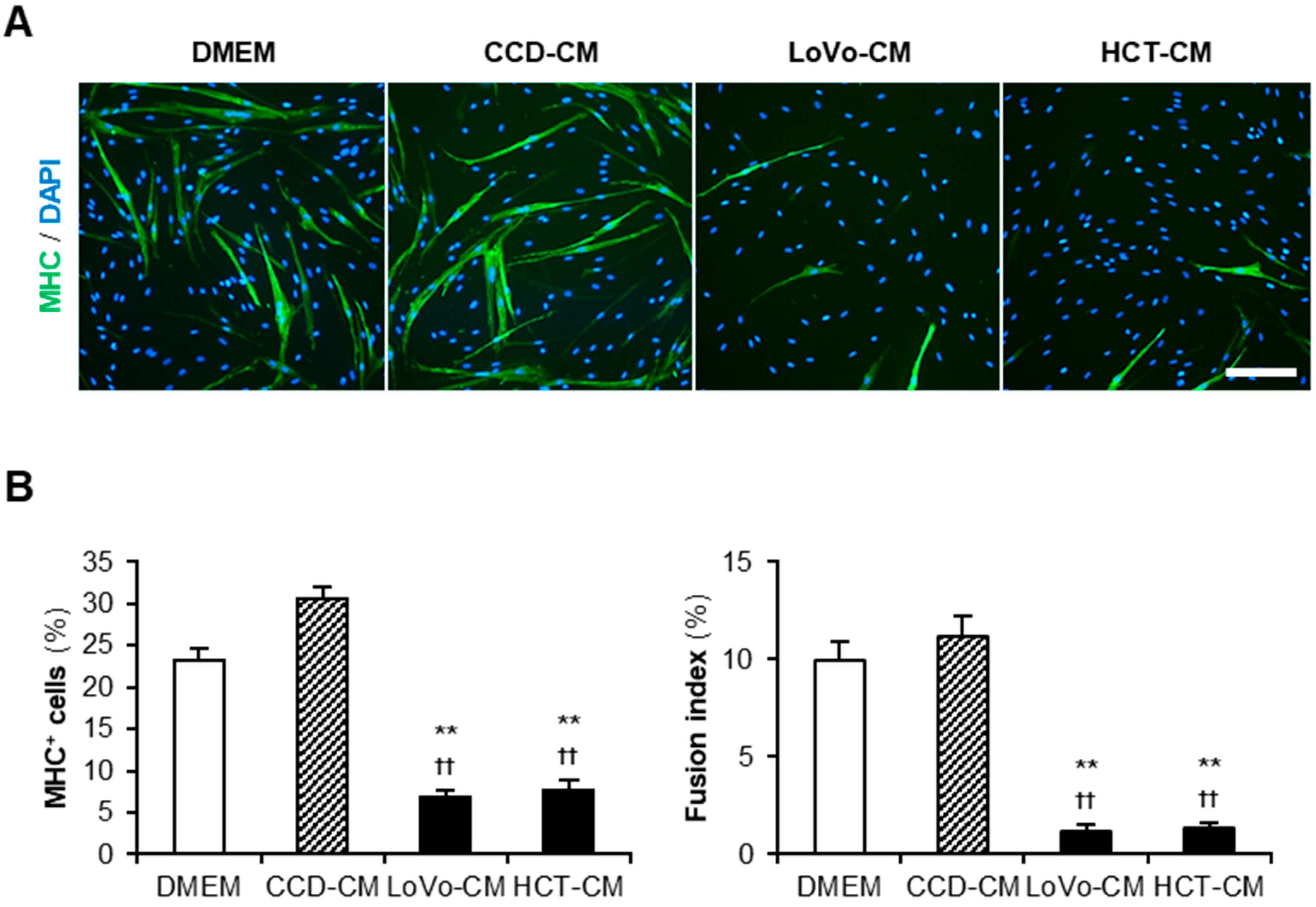 Muscles 01 00012 g001 Muscles 01 00012 g001