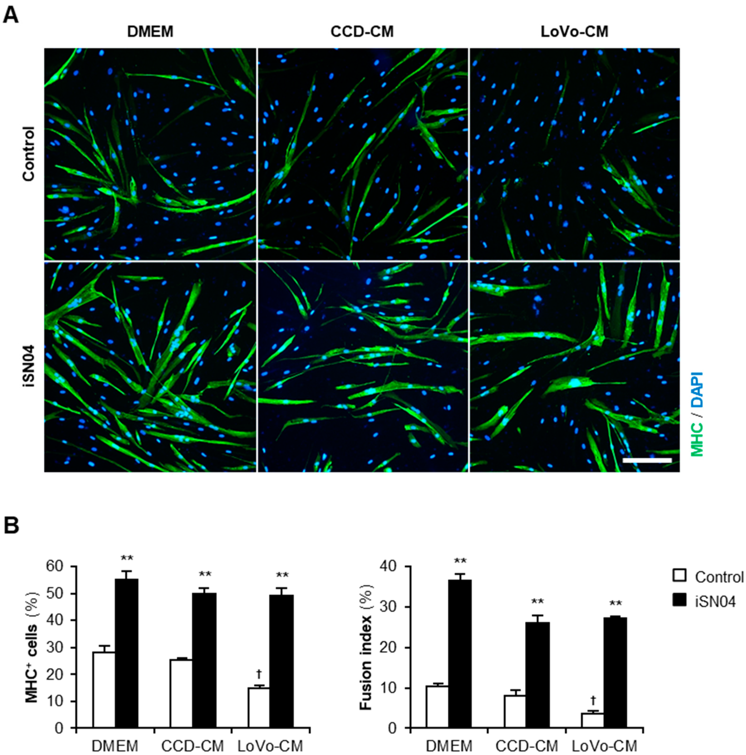 Muscles 01 00012 g002 Muscles 01 00012 g002