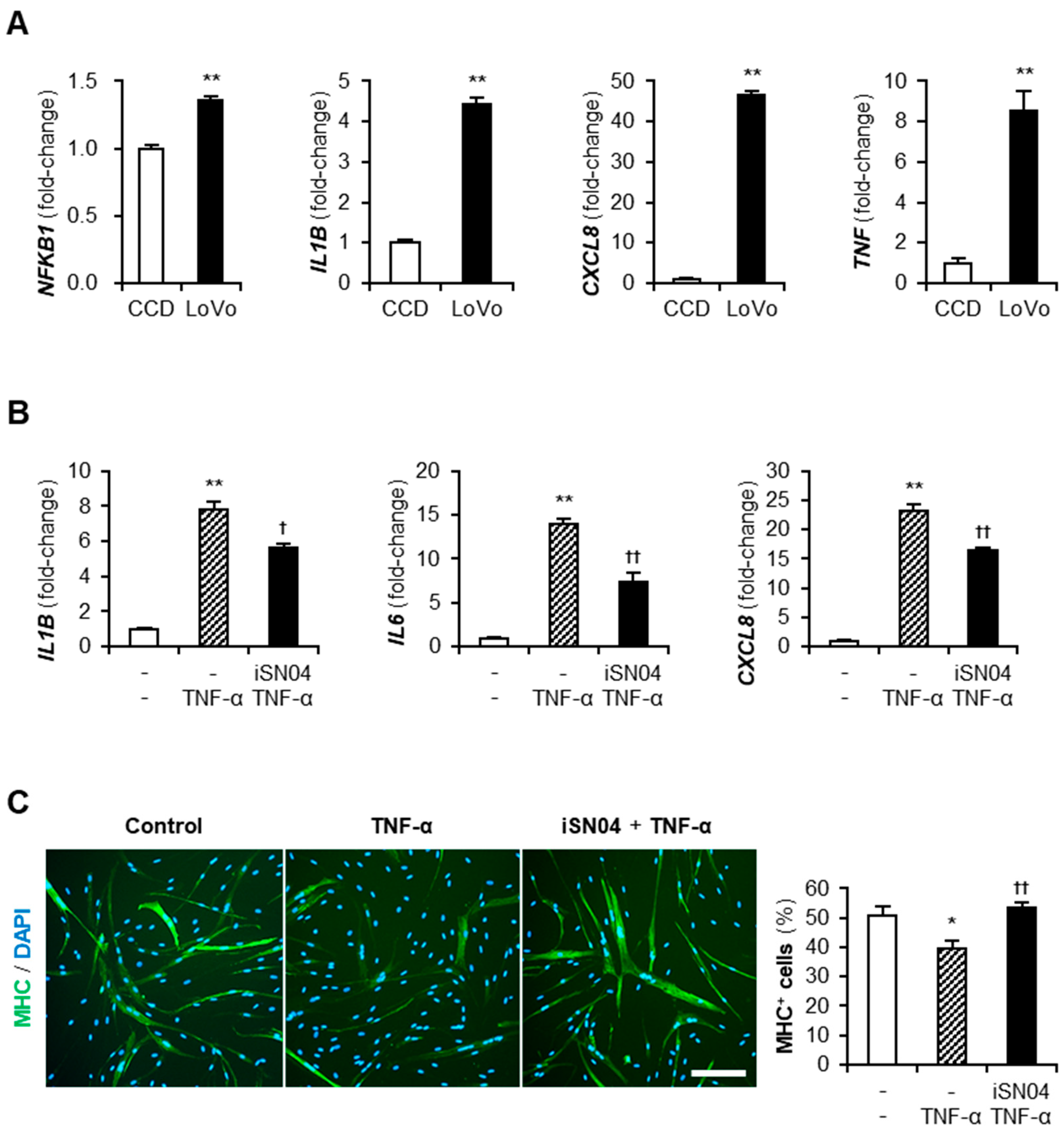 Muscles 01 00012 g004 Muscles 01 00012 g004