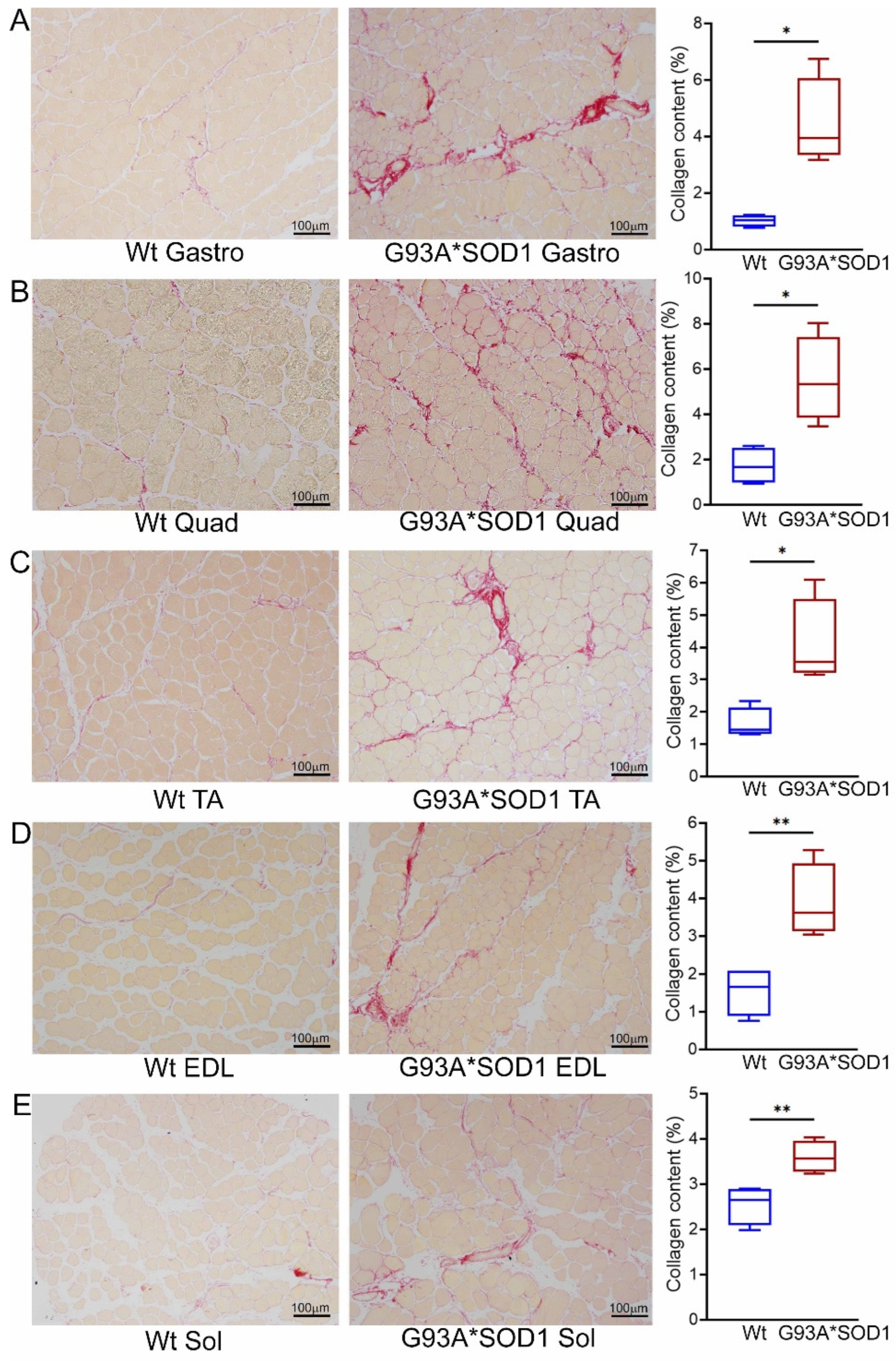 Muscles 02 00006 g004 Muscles 02 00006 g004