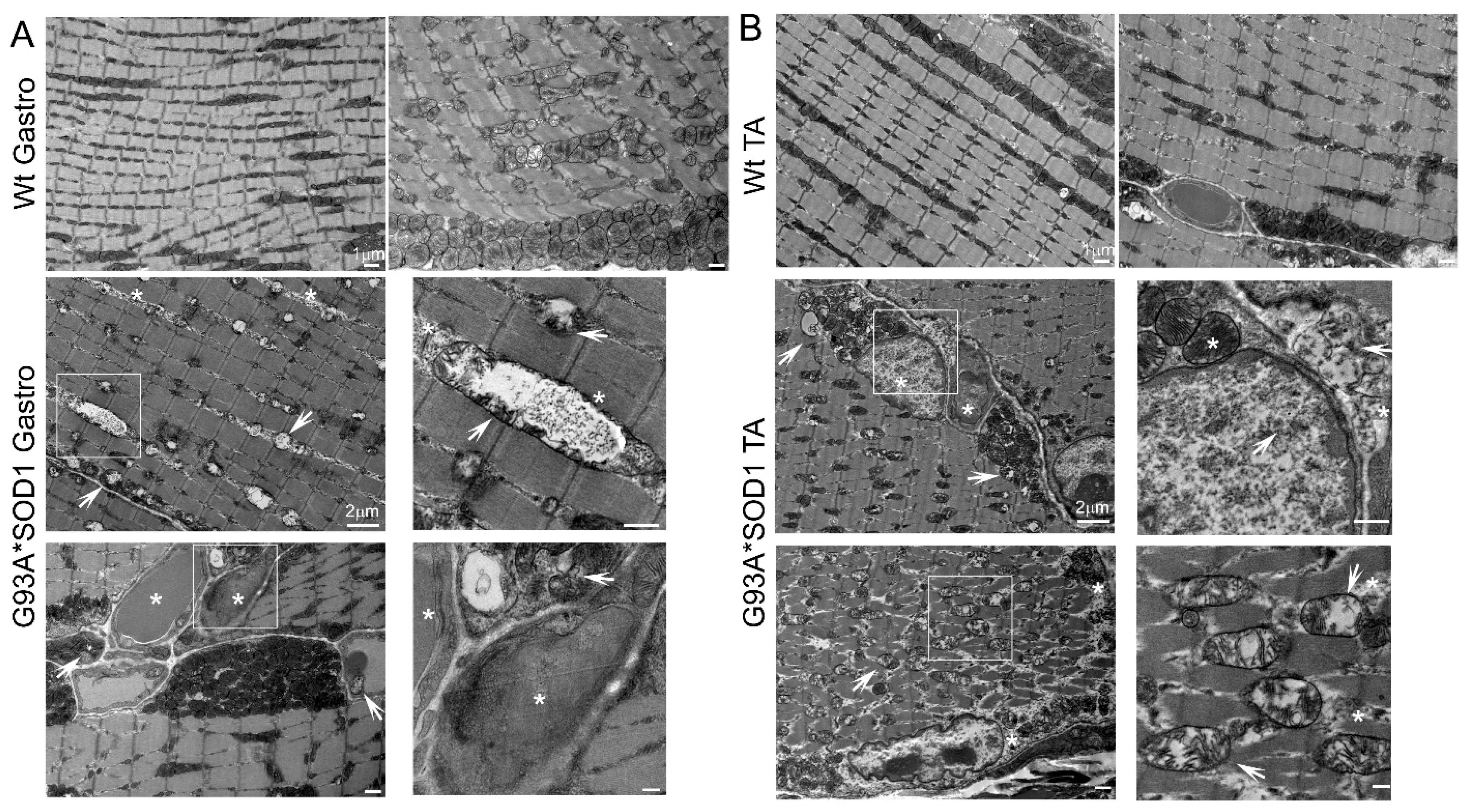 Muscles 02 00006 g008 Muscles 02 00006 g008