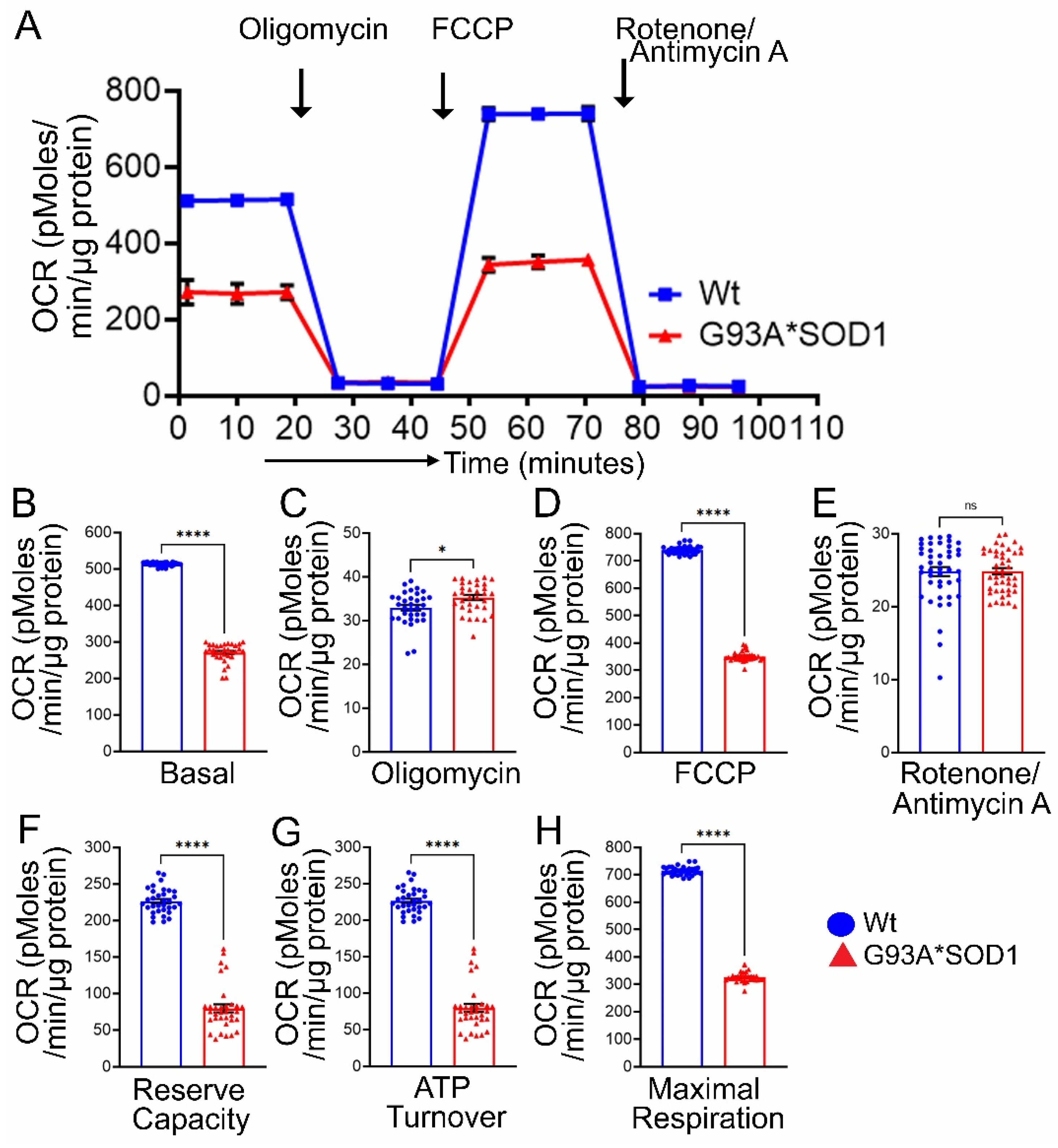 Muscles 02 00006 g011 Muscles 02 00006 g011