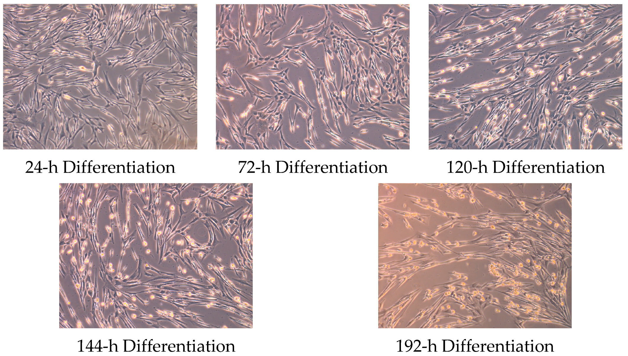 Muscles 02 00008 g005 Muscles 02 00008 g005