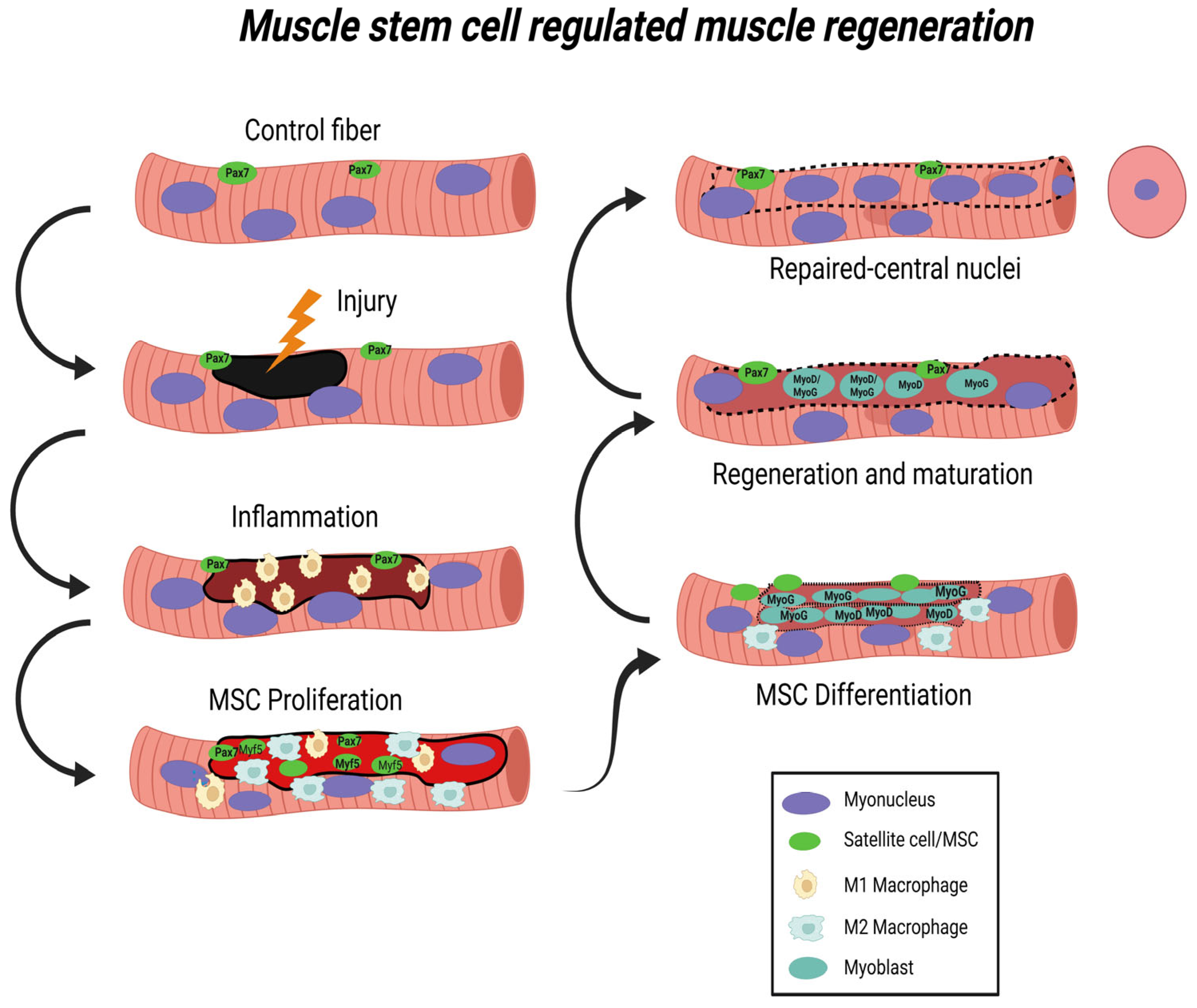 Description of muscle disease – specific diseases (Section 3B