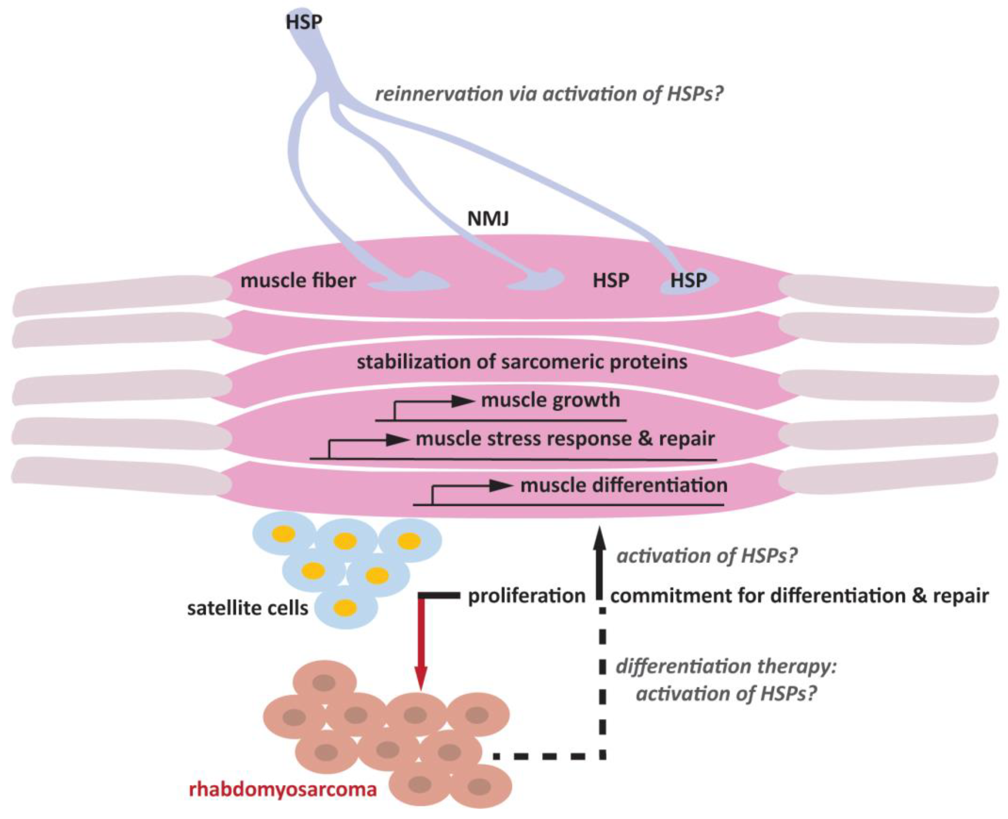 Muscles 02 00014 g001 Muscles 02 00014 g001