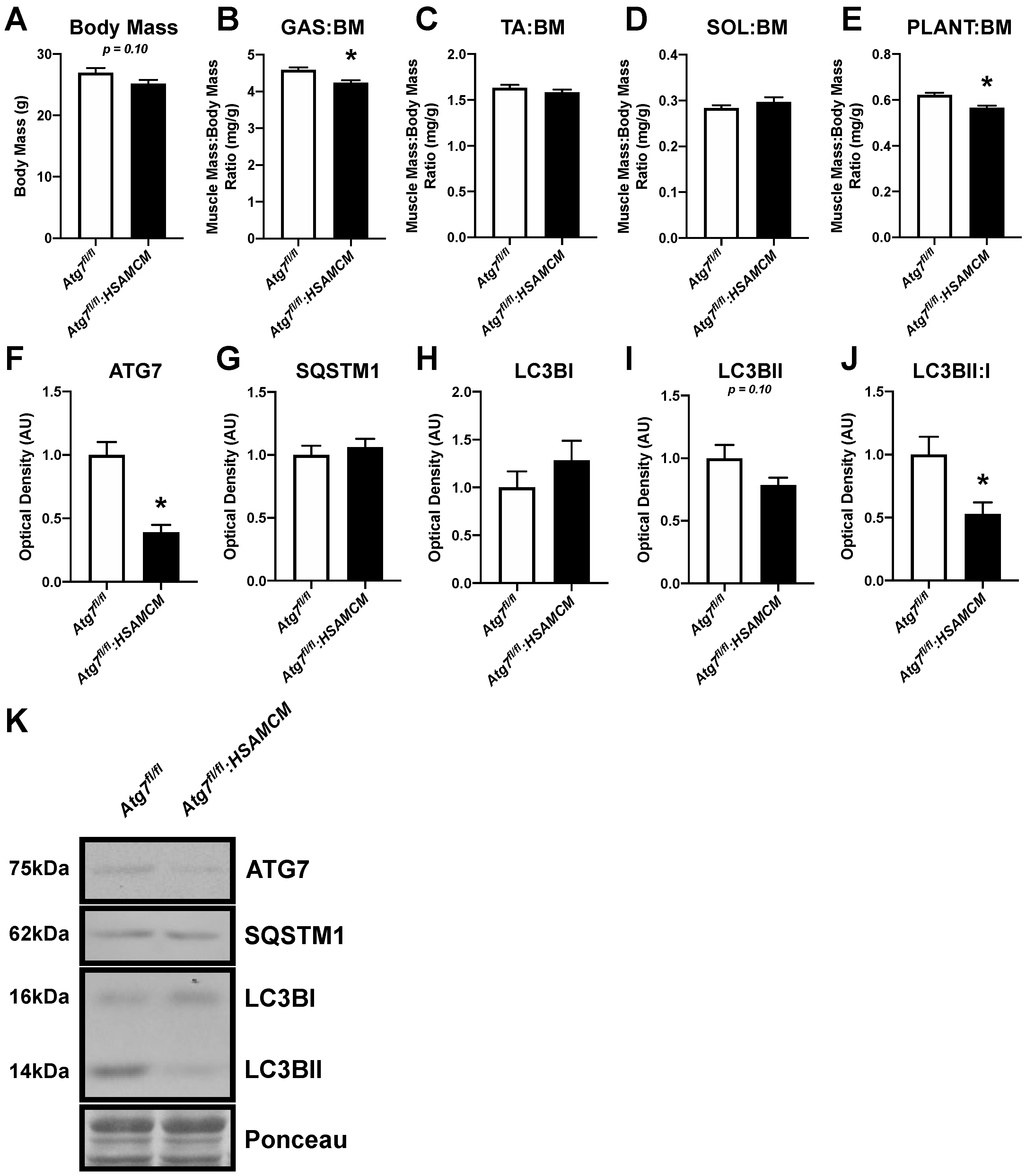Muscles 02 00023 g001