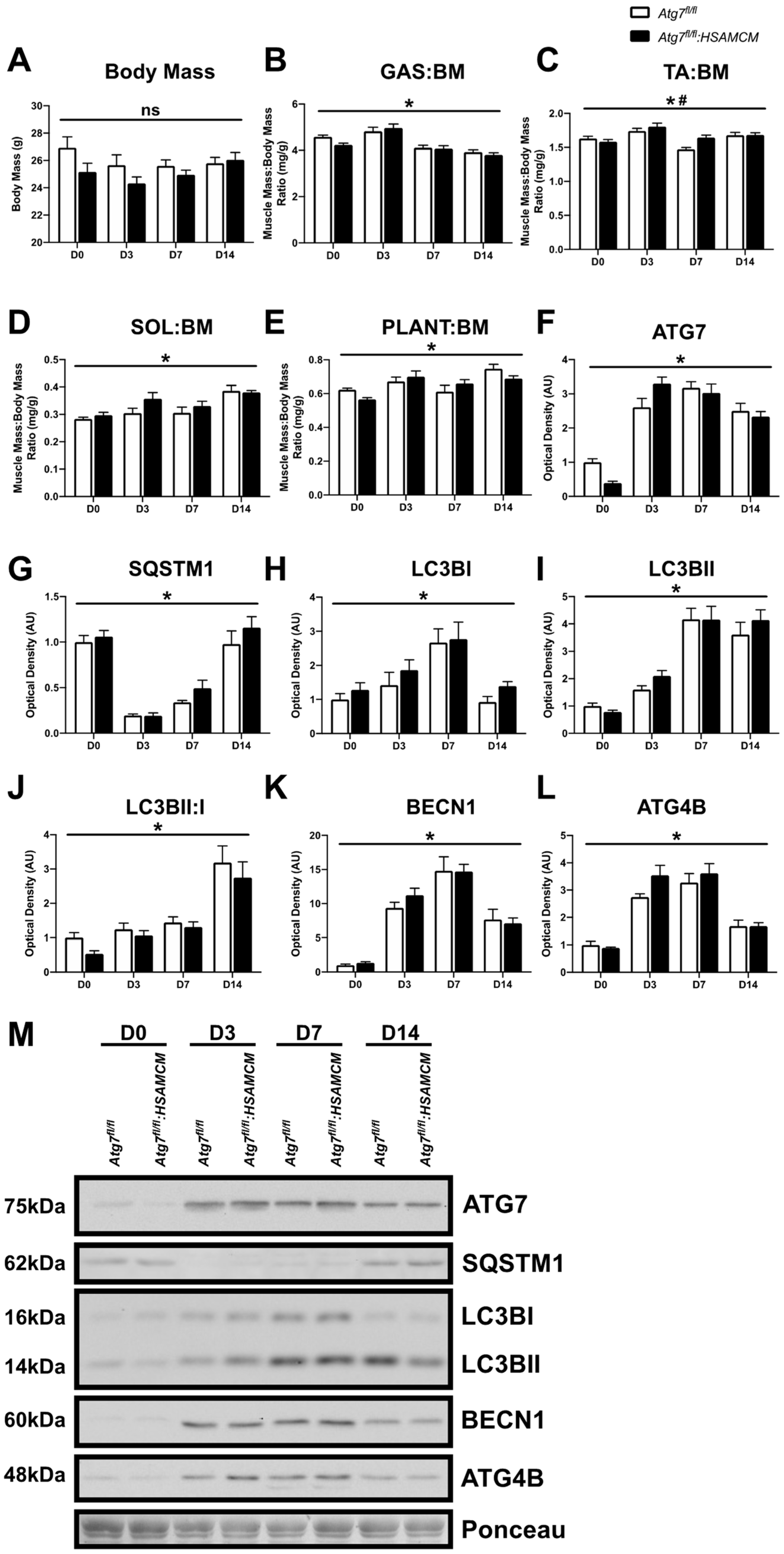 Muscles 02 00023 g002