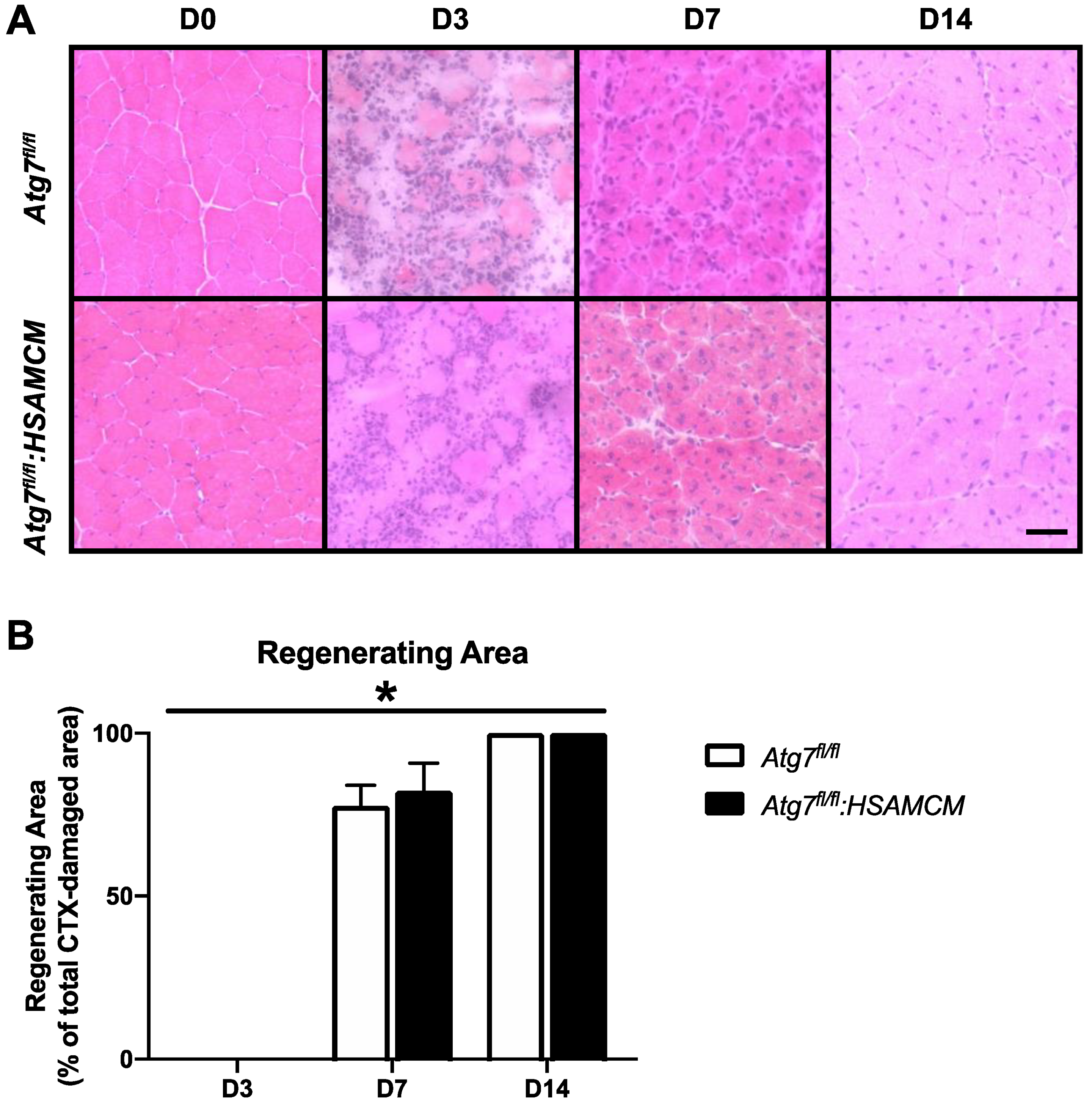 Muscles 02 00023 g004