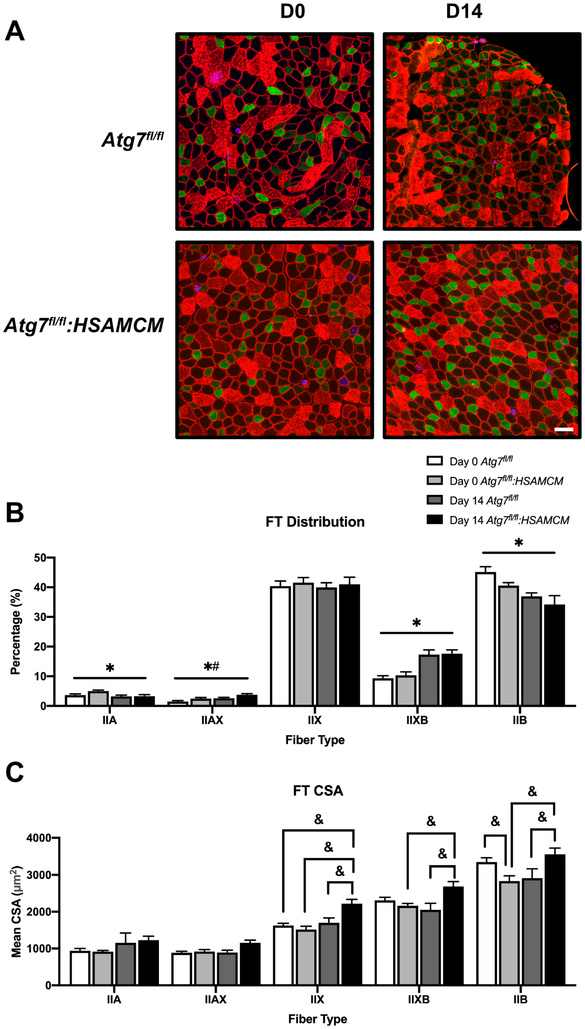 Muscles 02 00023 g005