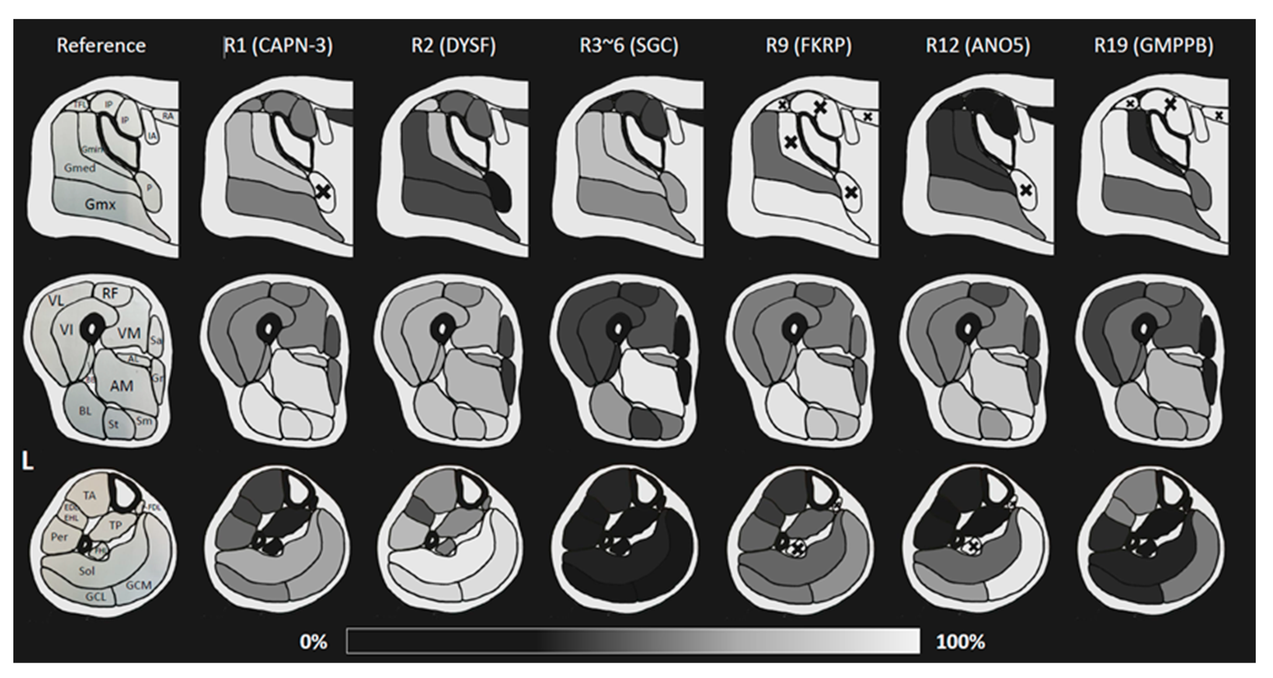 Muscles 02 00029 g004