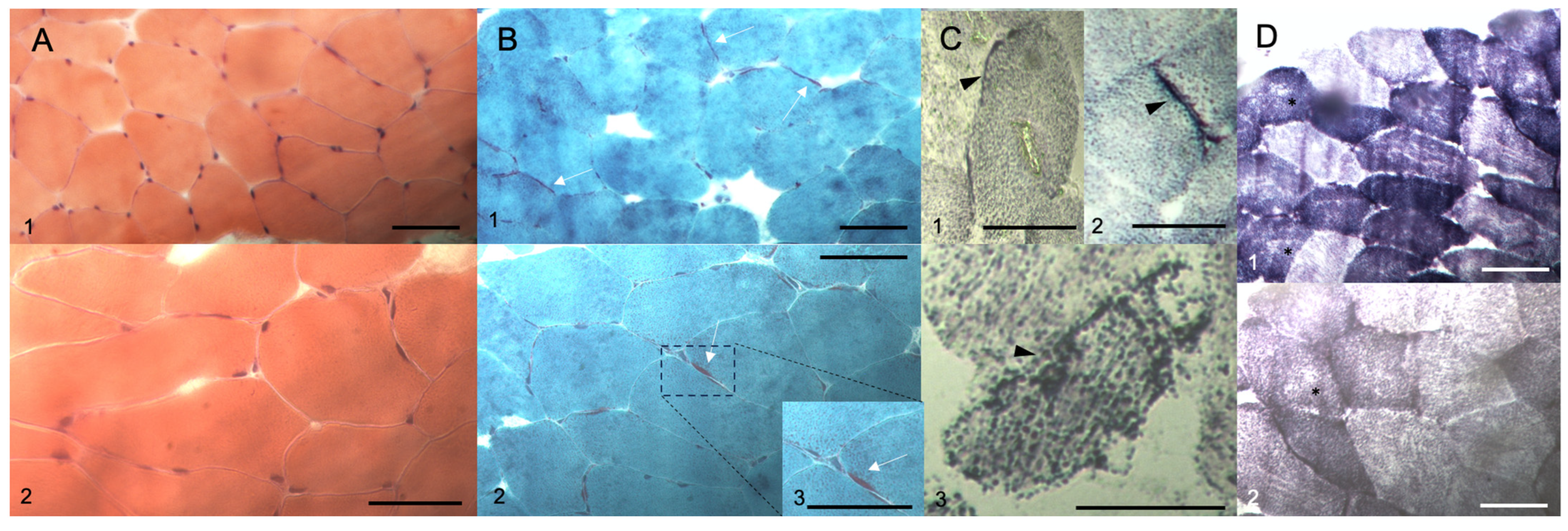 Muscles 03 00002 g002