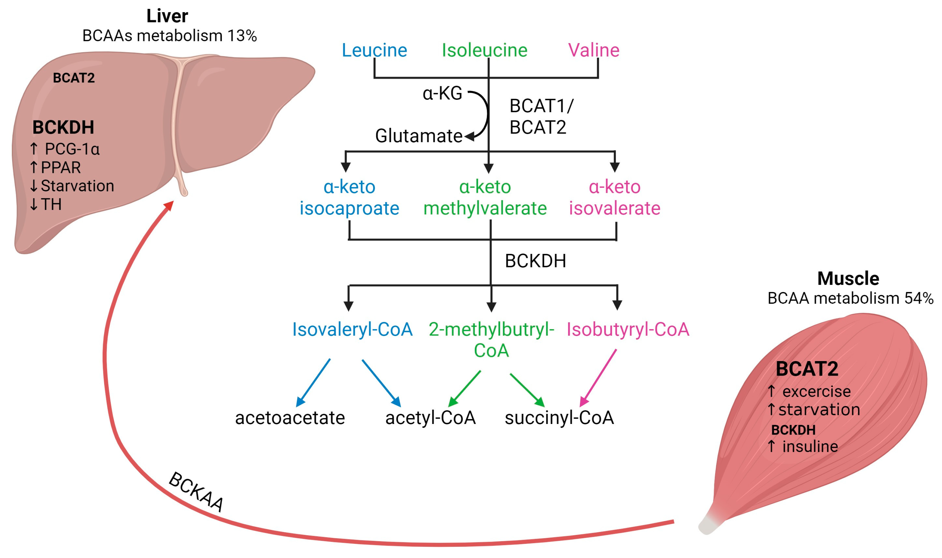 Muscles 03 00008 g001
