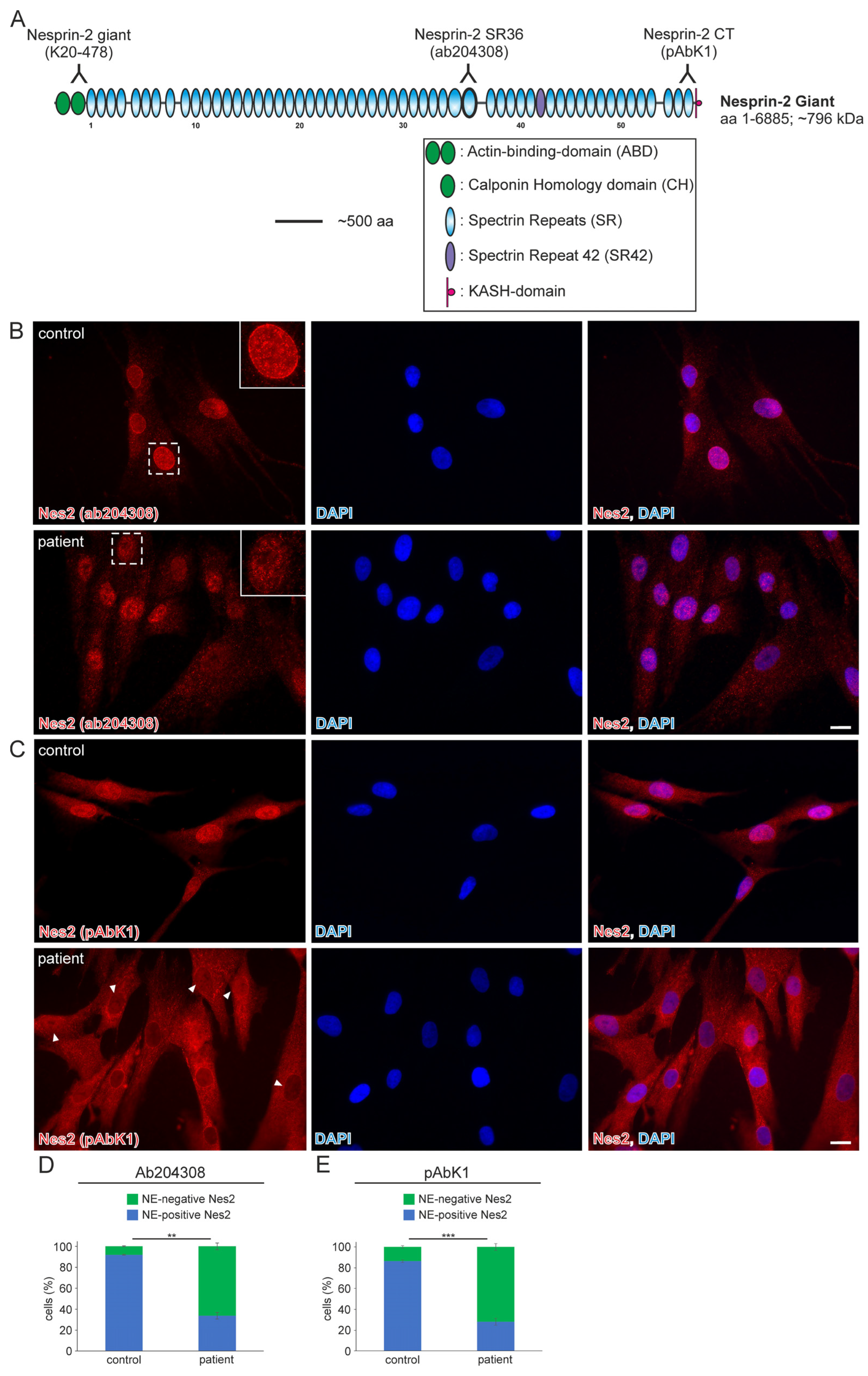 Muscles 03 00010 g001