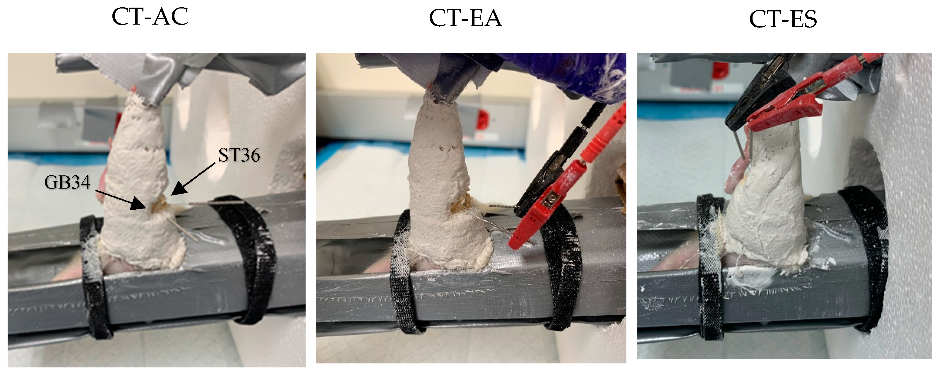 Muscles 03 00020 g001