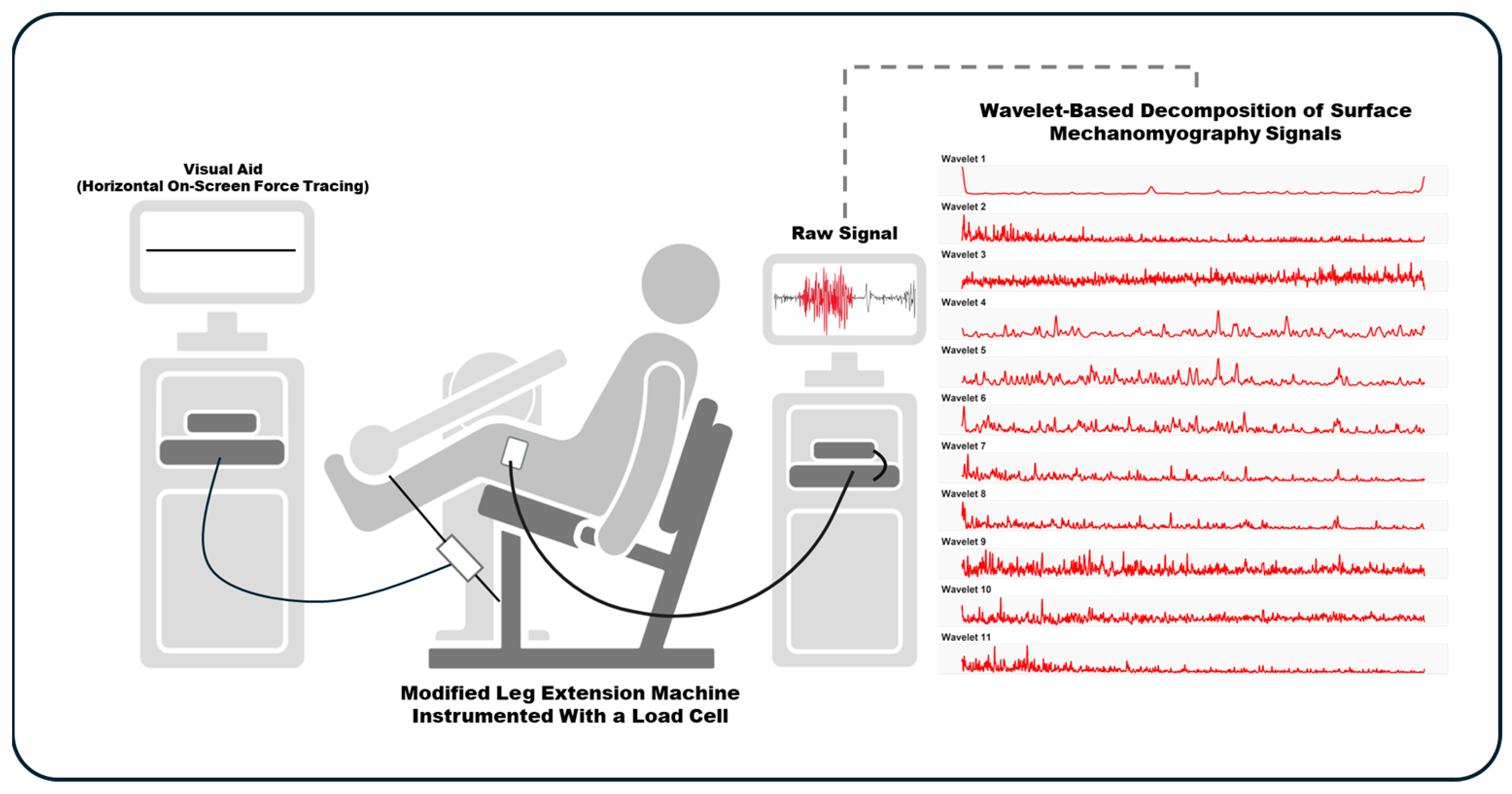 Muscles 03 00035 g004